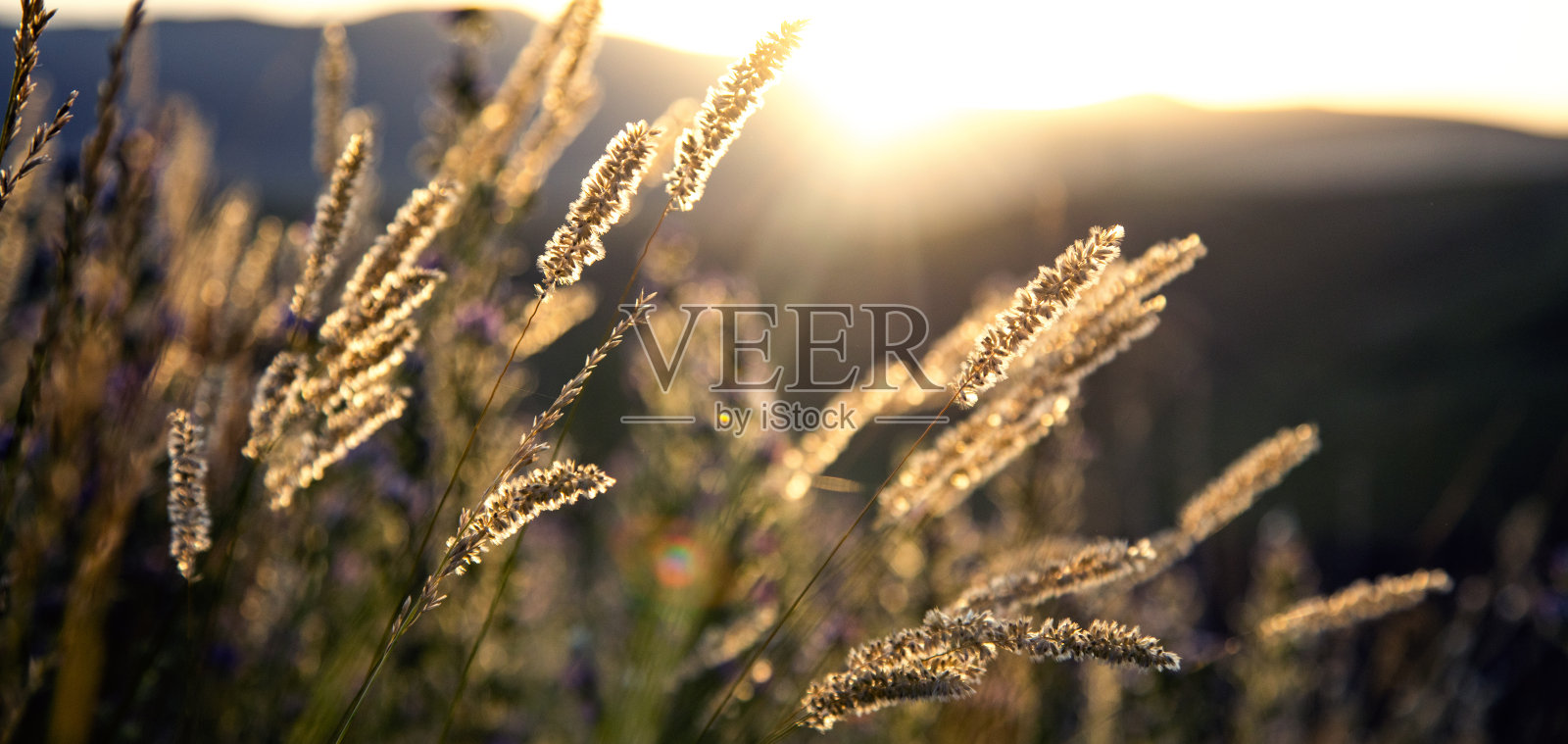 夕阳下摇曳的野草。照片摄影图片