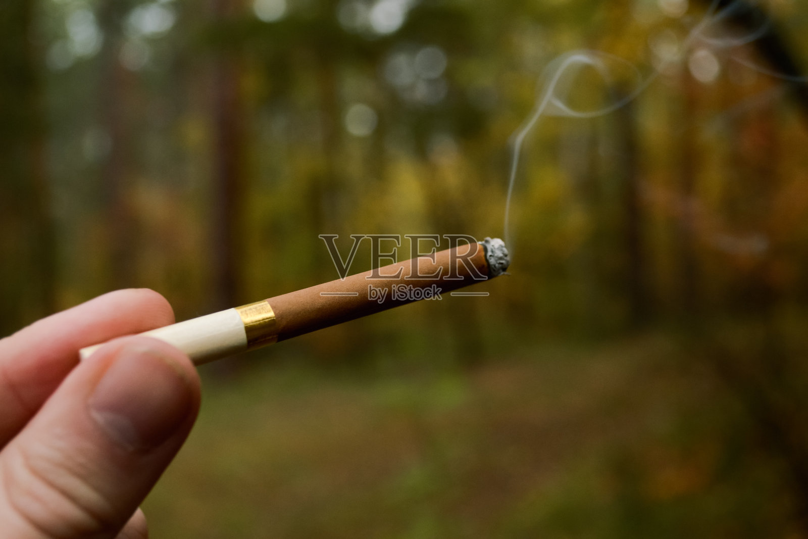 男人的手指夹着一支棕色香烟,背景是秋天的森林照片摄影图片