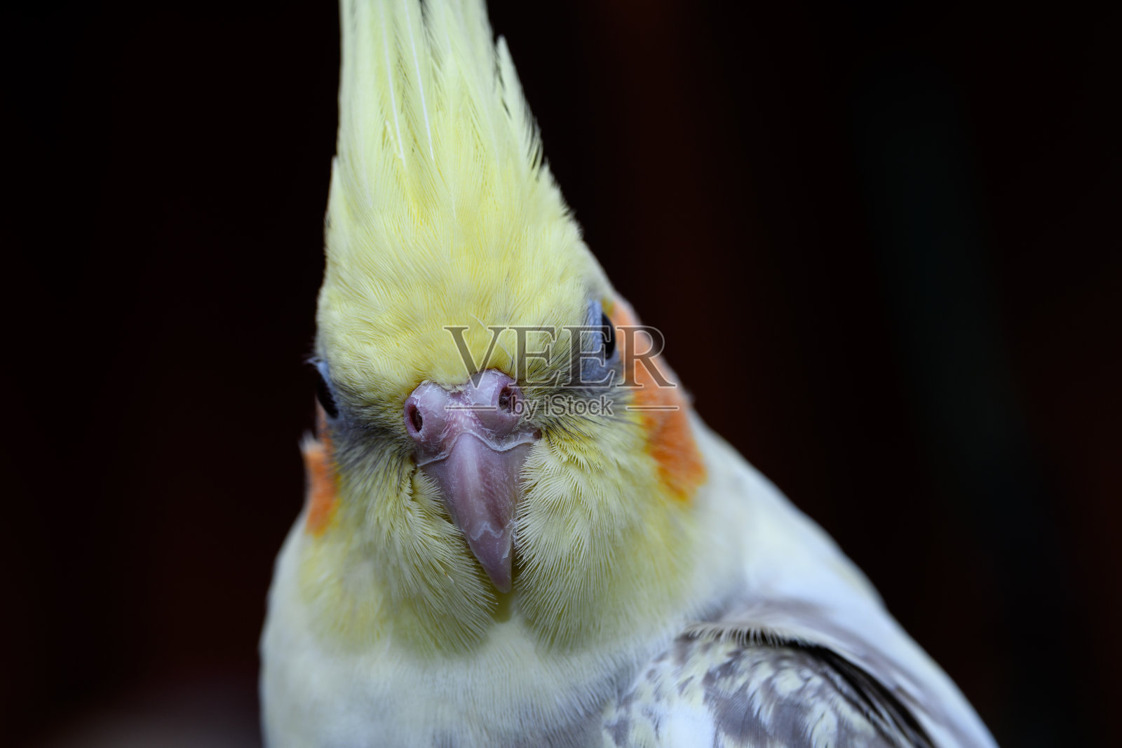 特写黄红脸鹦鹉拔羽毛肖像照片摄影图片