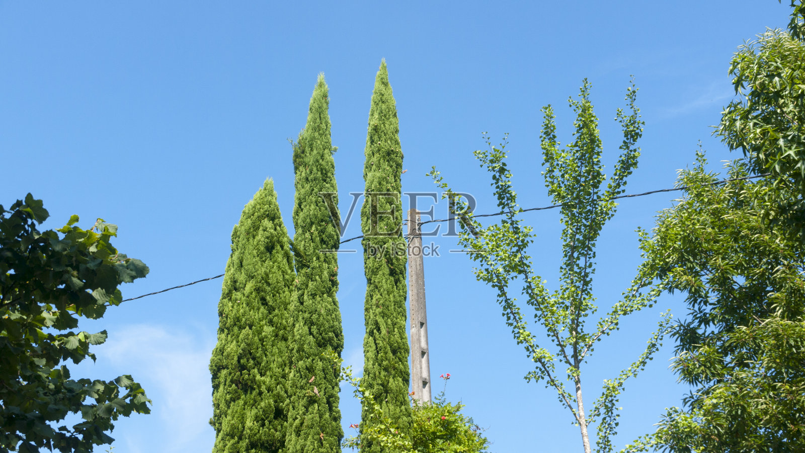 柏树用电杆照片摄影图片
