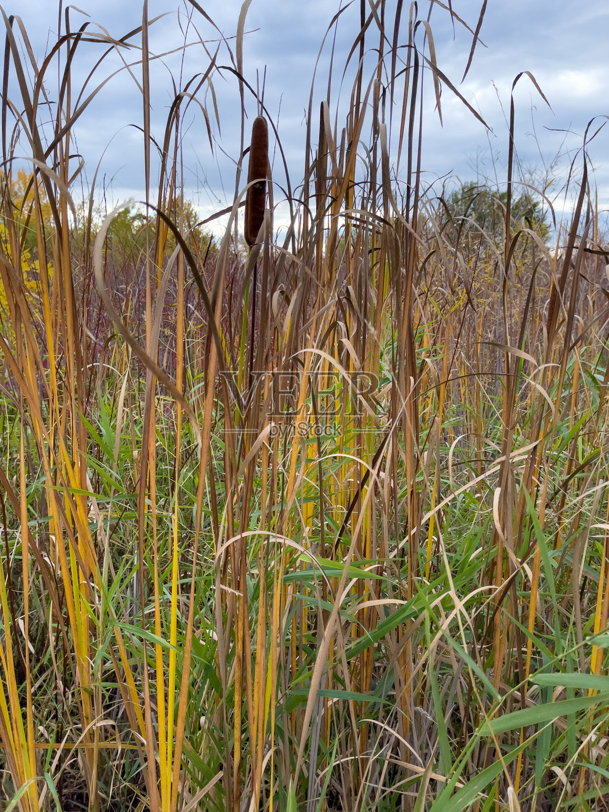 香蒲照片摄影图片