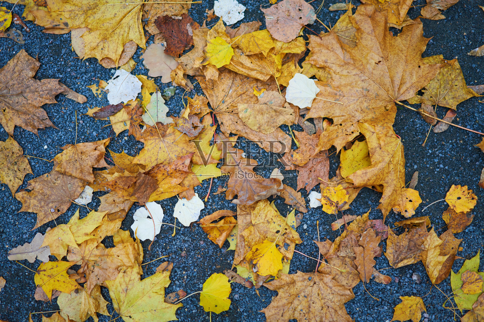 脚下铺满了秋叶。金秋的概念。照片摄影图片