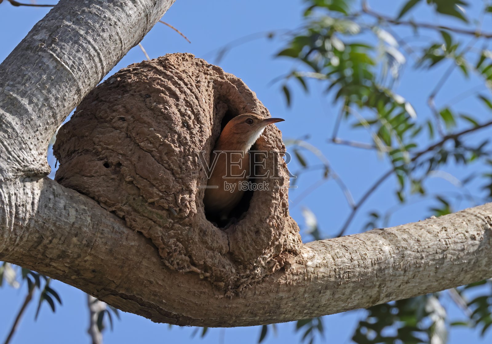 鲁弗斯·霍内罗照片摄影图片