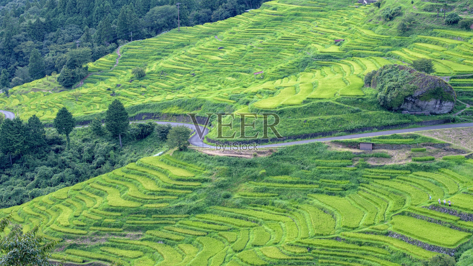 夏天的梯田照片摄影图片