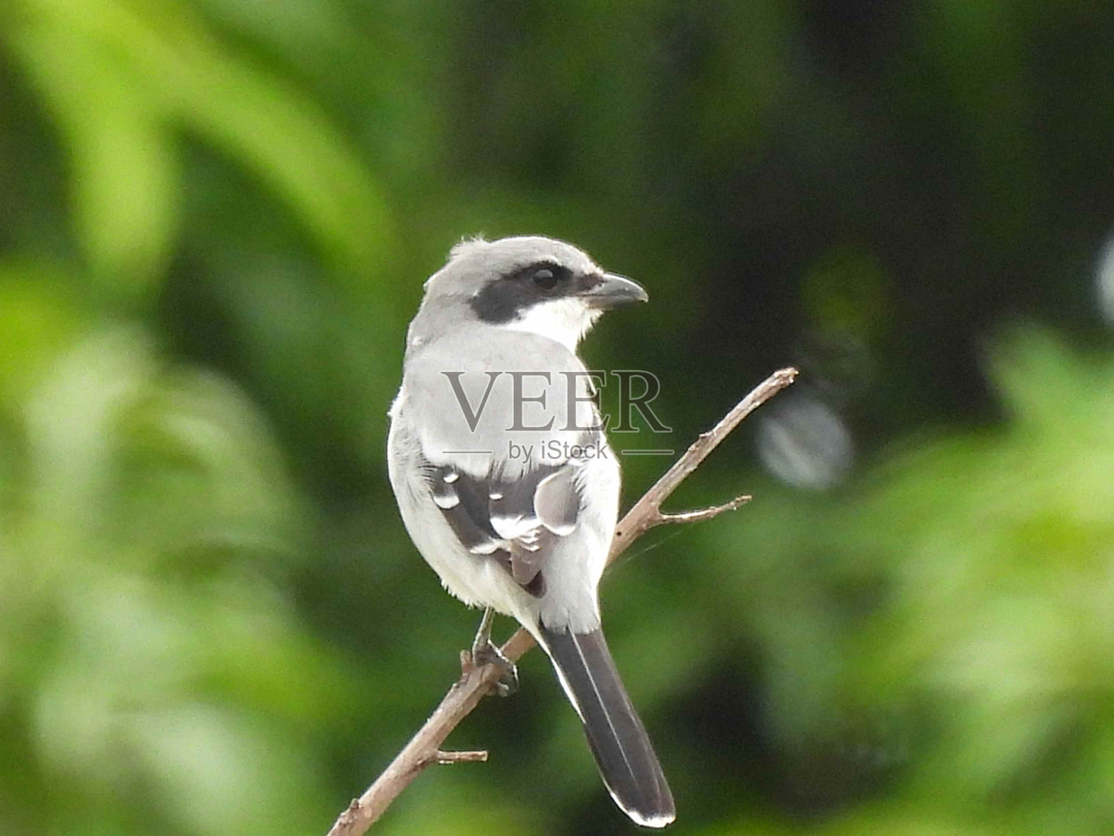 红伯劳鸟(Lanius ludovicianus)——栖息在树枝上照片摄影图片