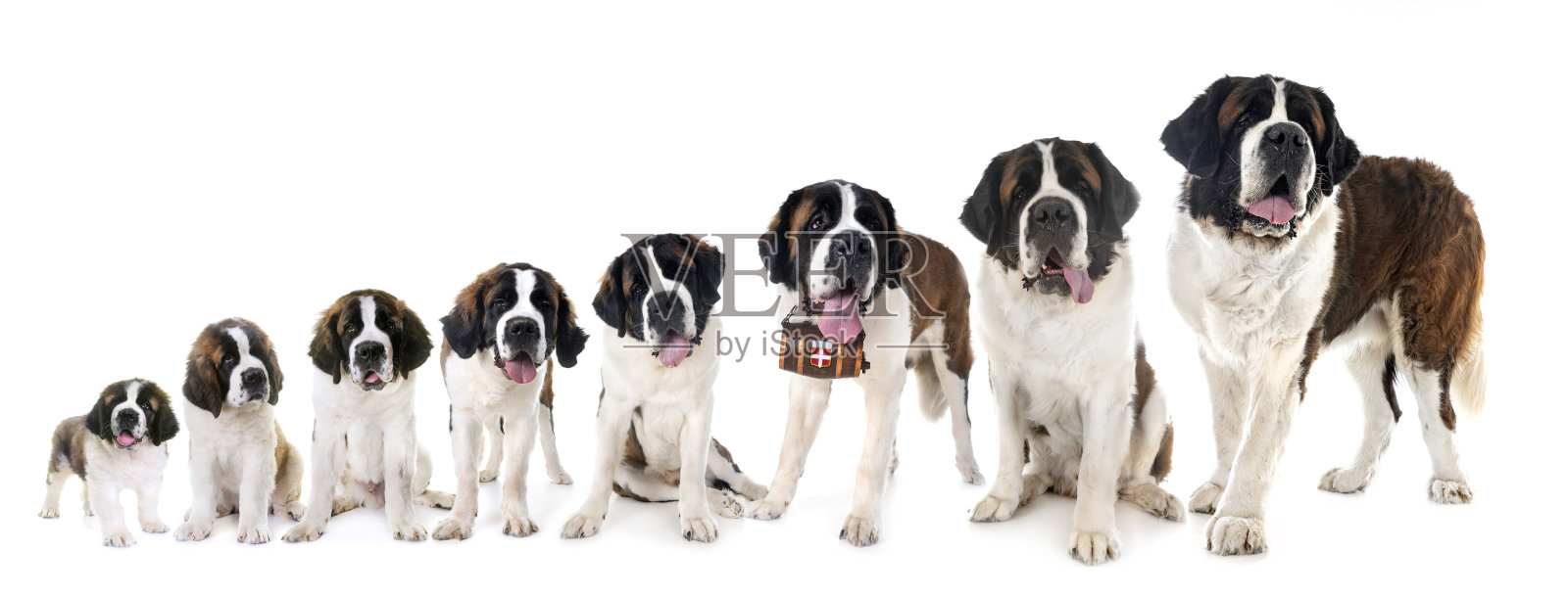 圣伯纳在画室照片摄影图片