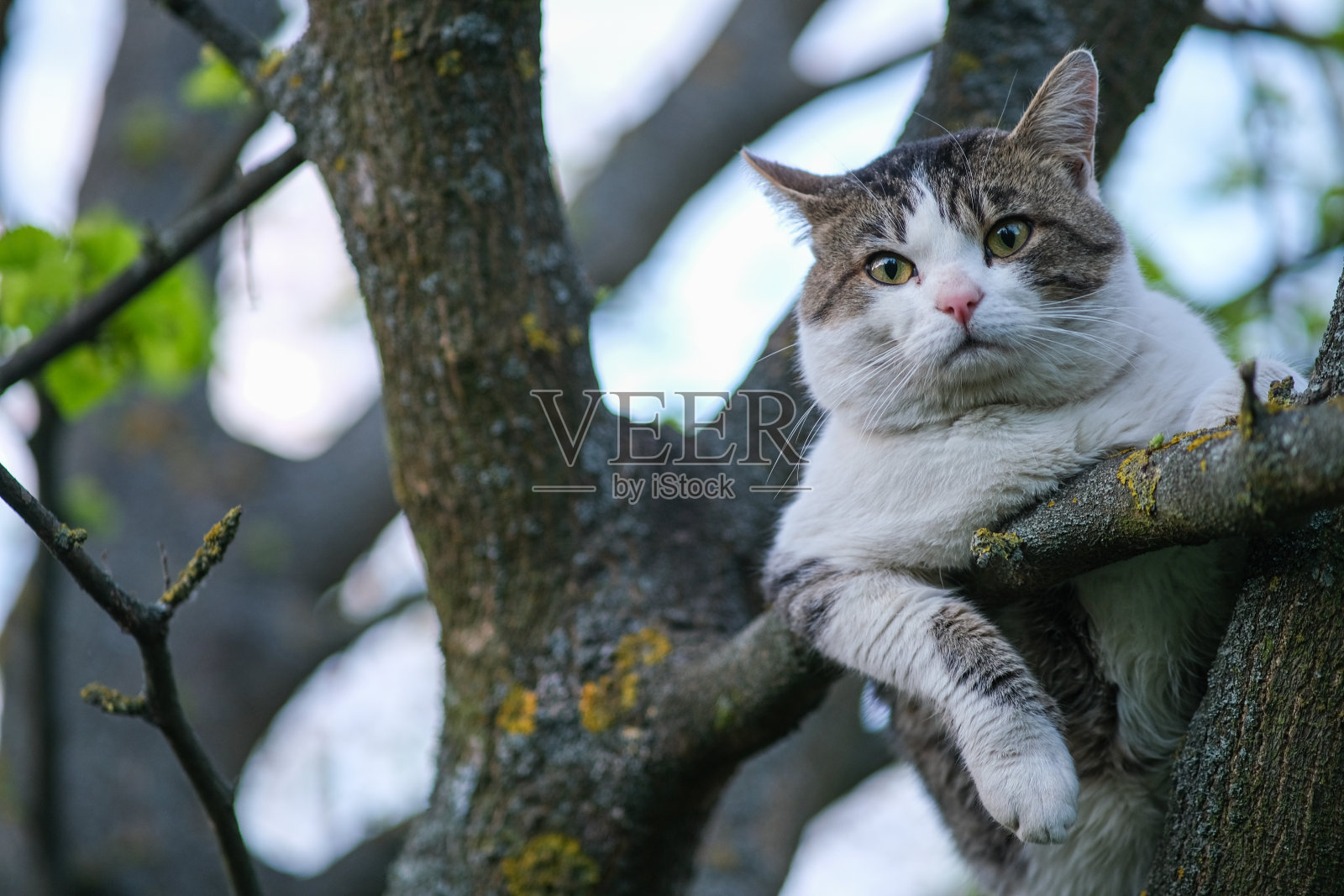 猫正坐在树上。猫被困在树上了。照片摄影图片