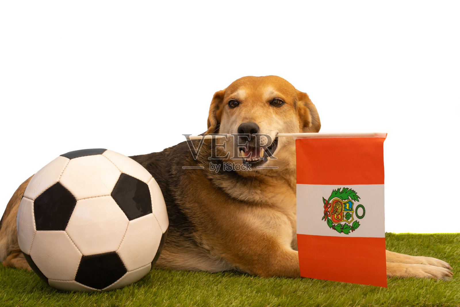 嘴里叼着秘鲁国旗的狗照片摄影图片