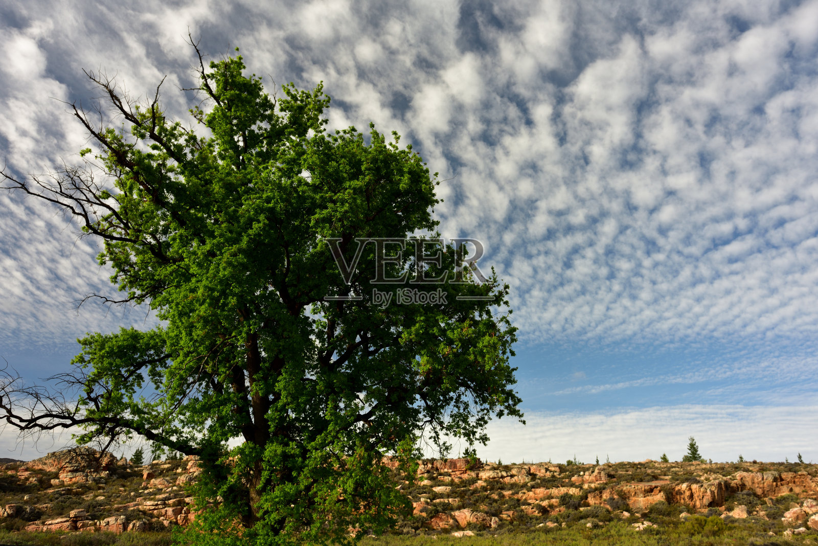 在西开普省的塞德堡山脉,一棵明亮的绿色橡树在戏剧性的云景映衬下照片摄影图片