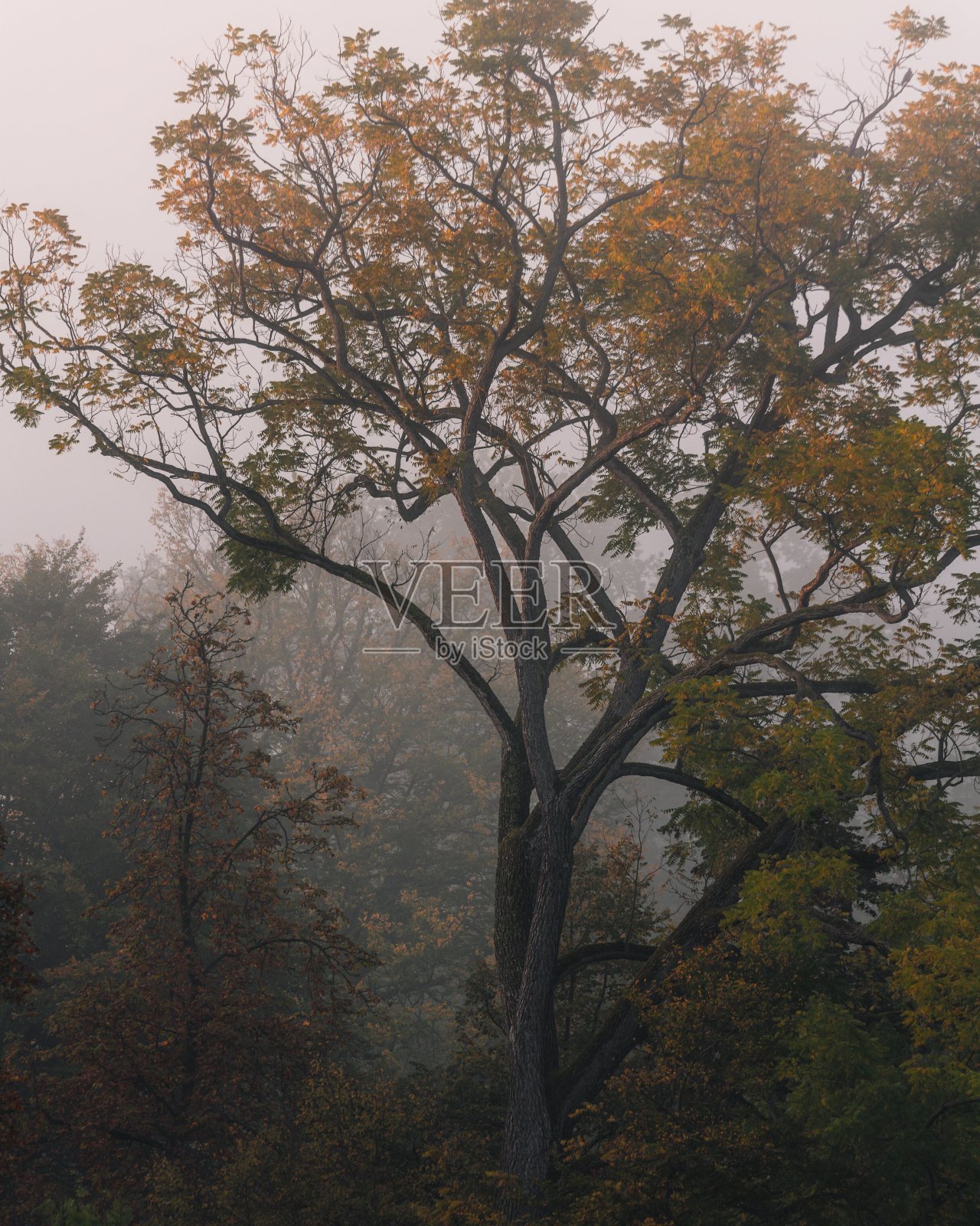 秋天雾蒙蒙的森林里的一棵大树,叶子是橘黄色的照片摄影图片