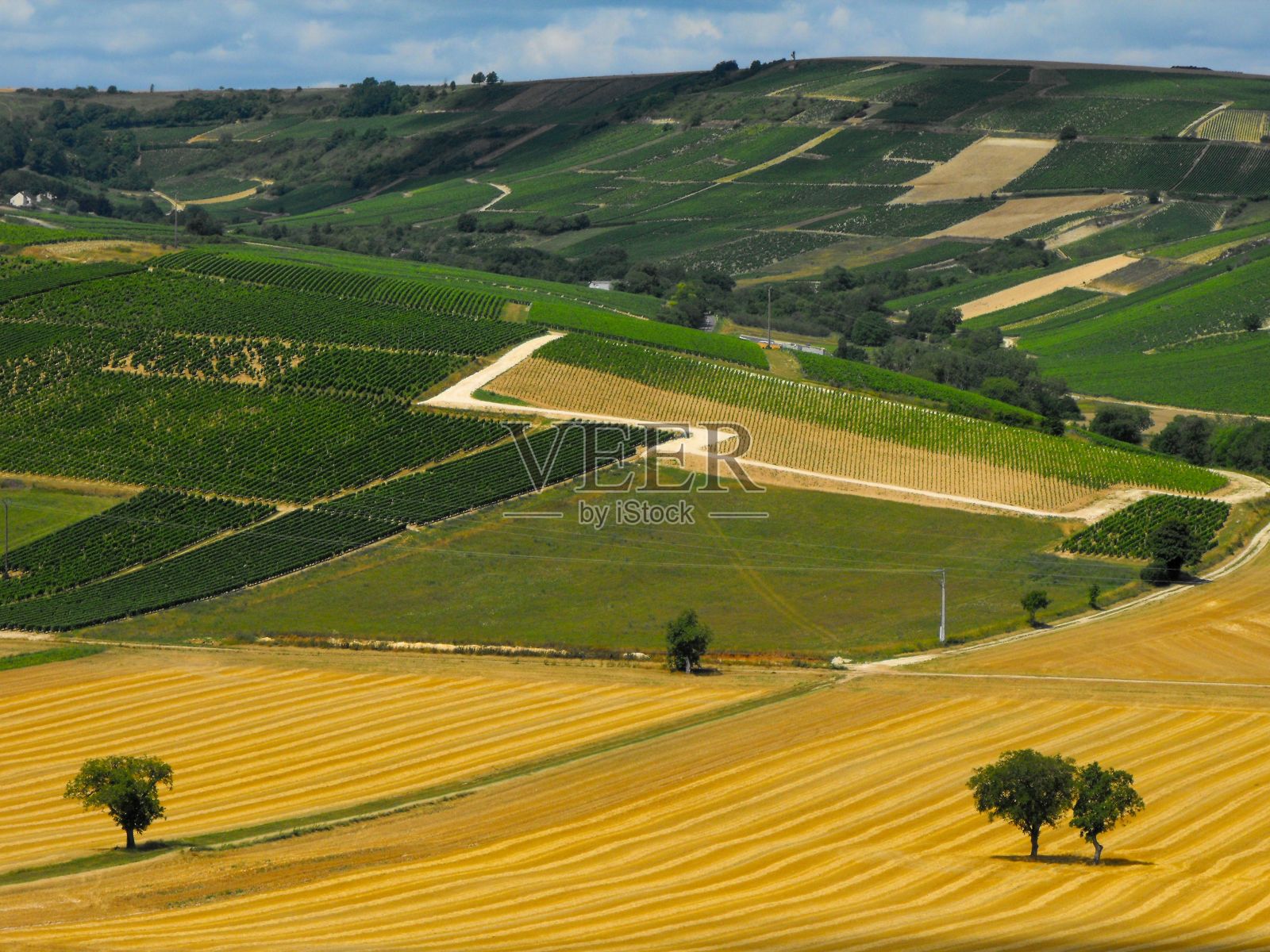 黄色田野里的树木,背景是法国的葡萄园照片摄影图片