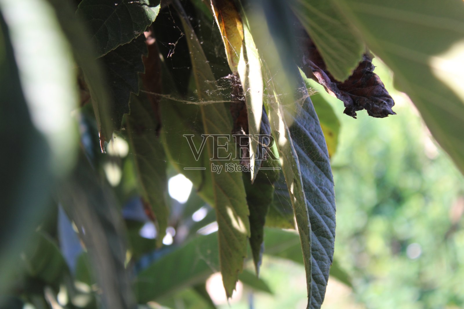 枸杞树照片摄影图片