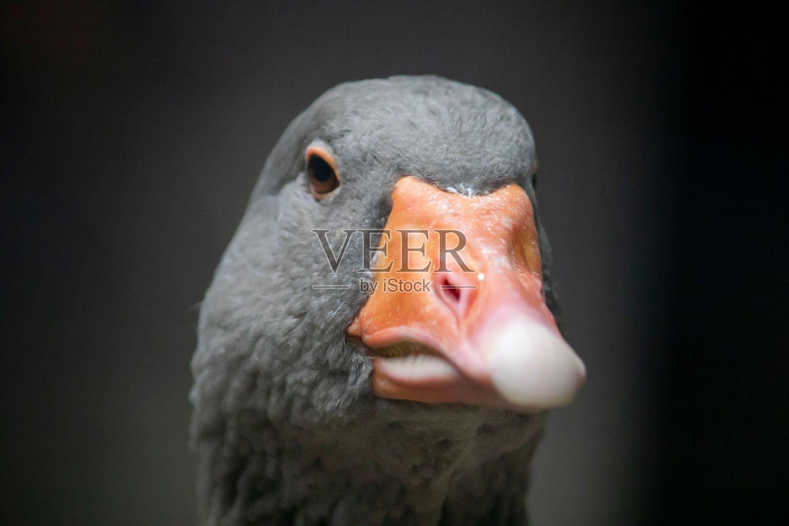 在模糊的灰黑色背景上,一只愤怒的灰鹅有着深橙色的喙照片摄影图片