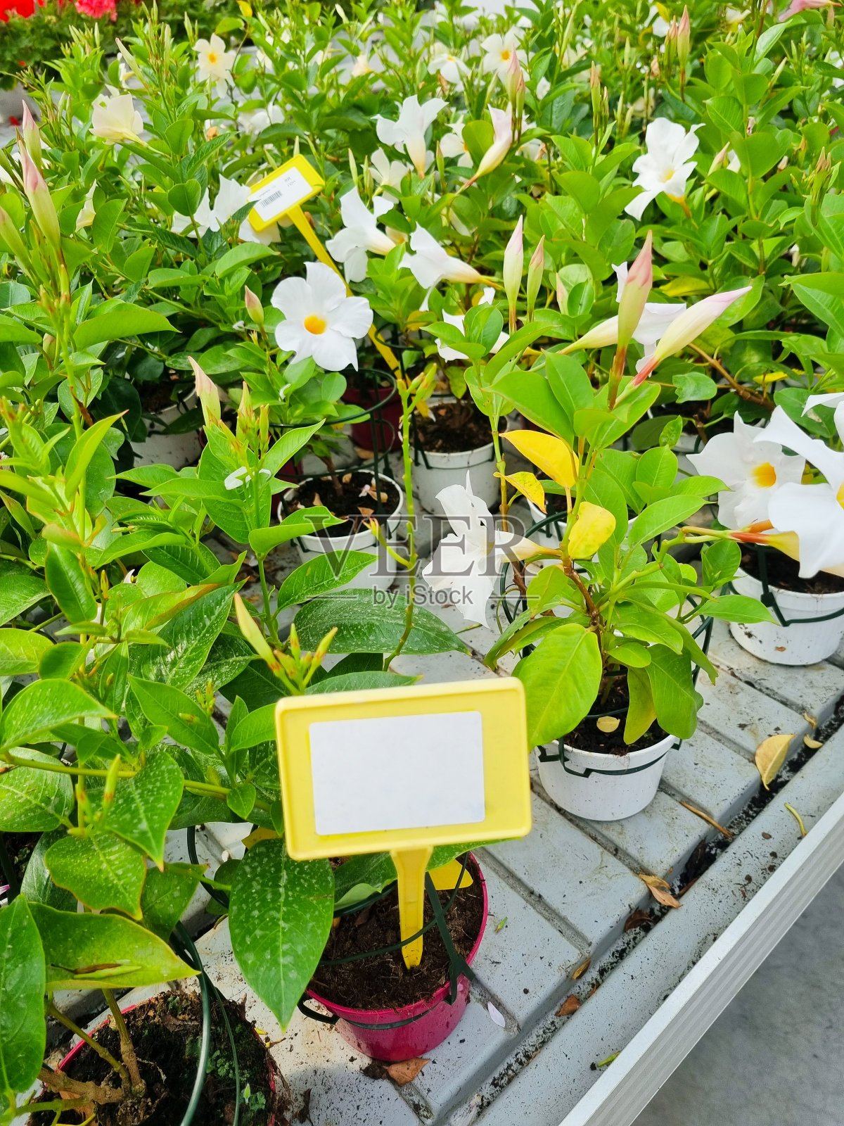 曼德维拉花照片摄影图片