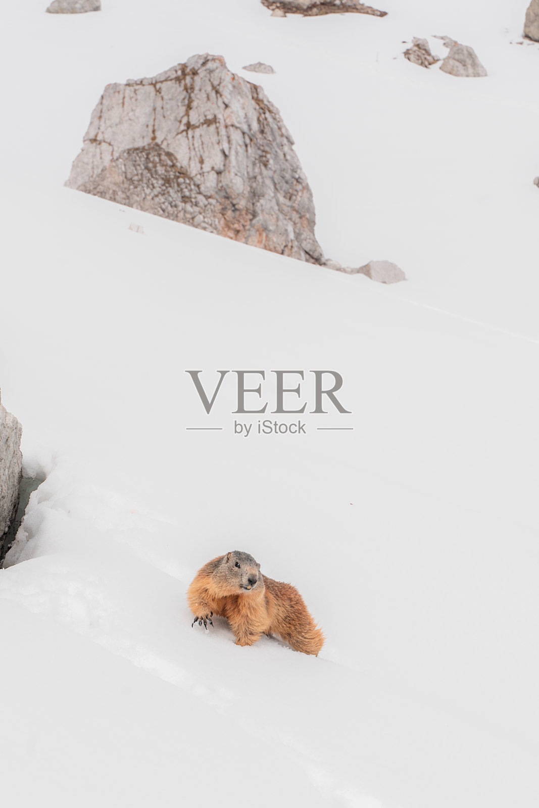 雪山中的土拨鼠,白云石,意大利阿尔卑斯山,意大利照片摄影图片