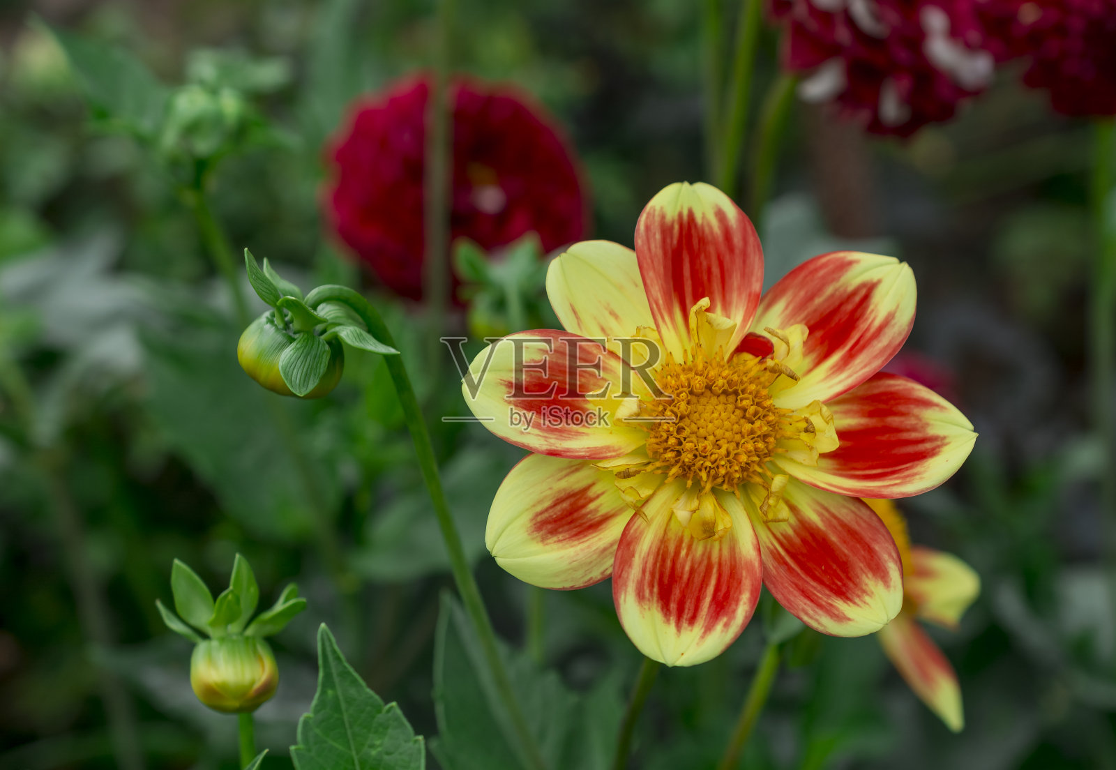 大丽花在阳光明媚的秋日在花园里盛开照片摄影图片