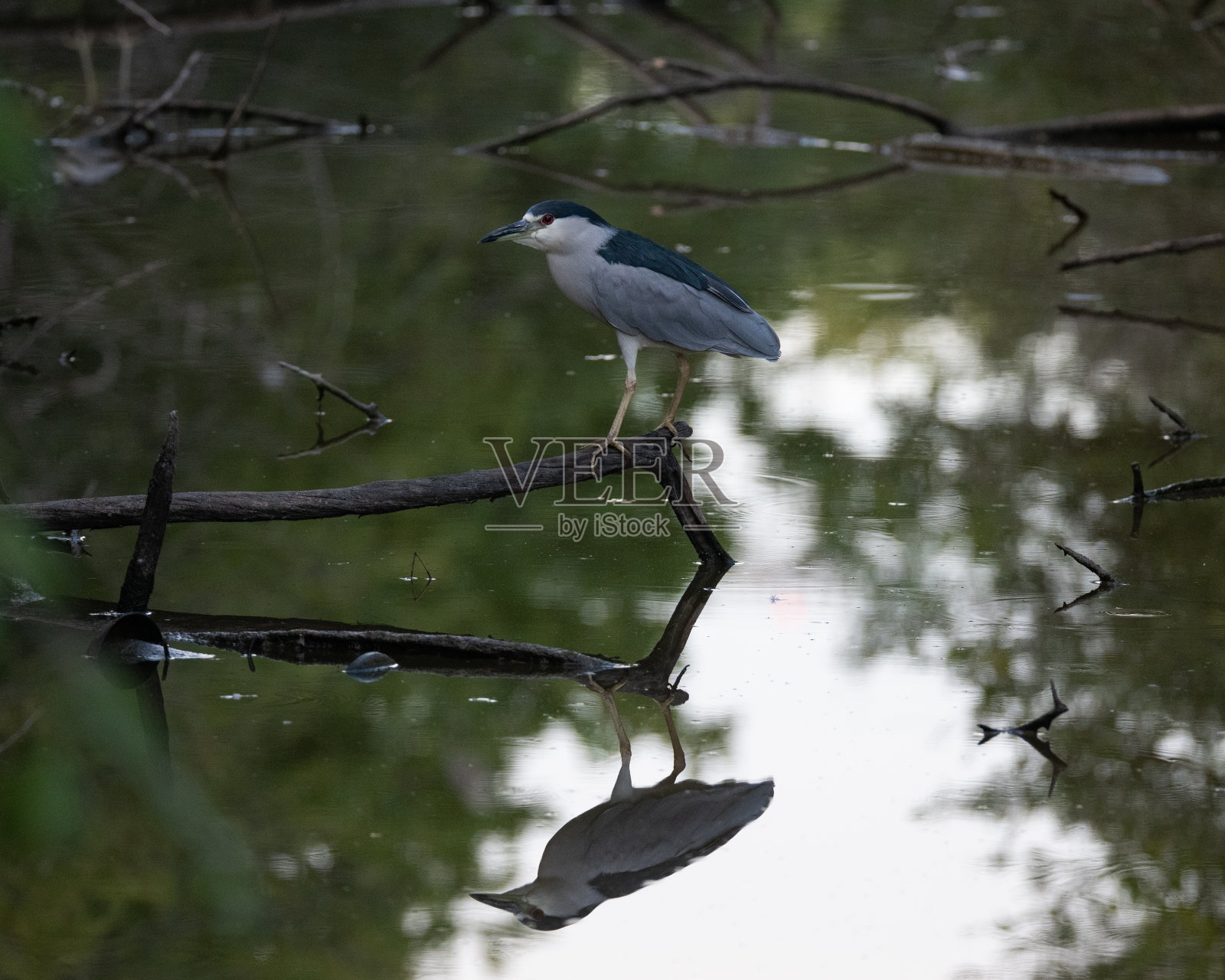 Black-crownded夜鹭照片摄影图片