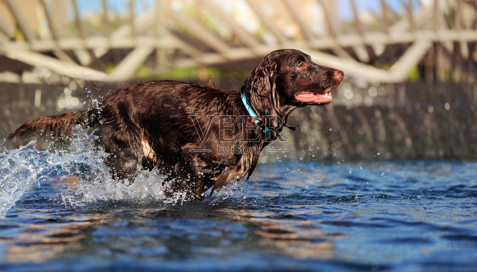 侧视图图片的西班牙猎犬沿着喷泉跑照片摄影图片