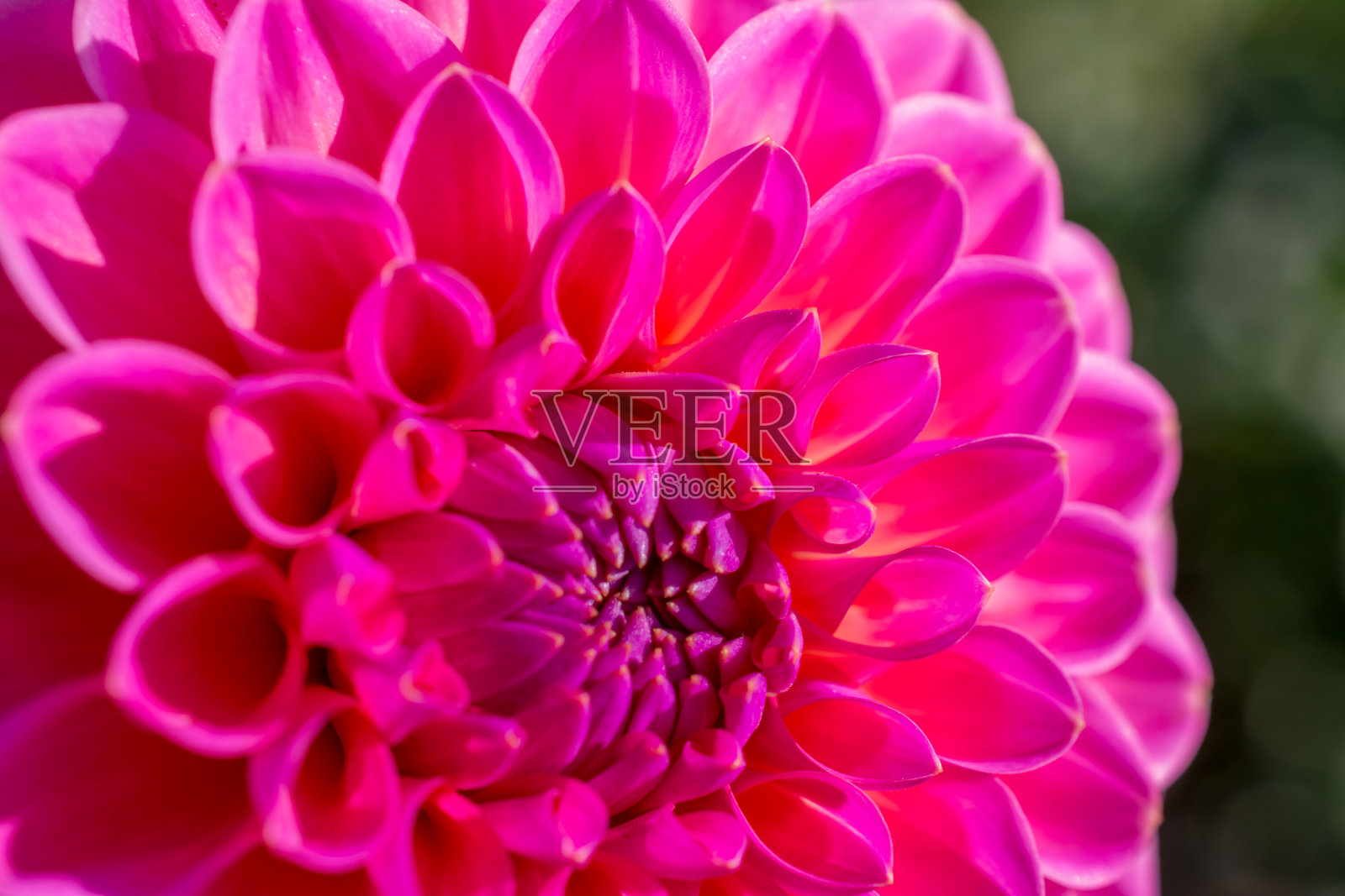 美丽清新的大丽花,花瓣可爱照片摄影图片