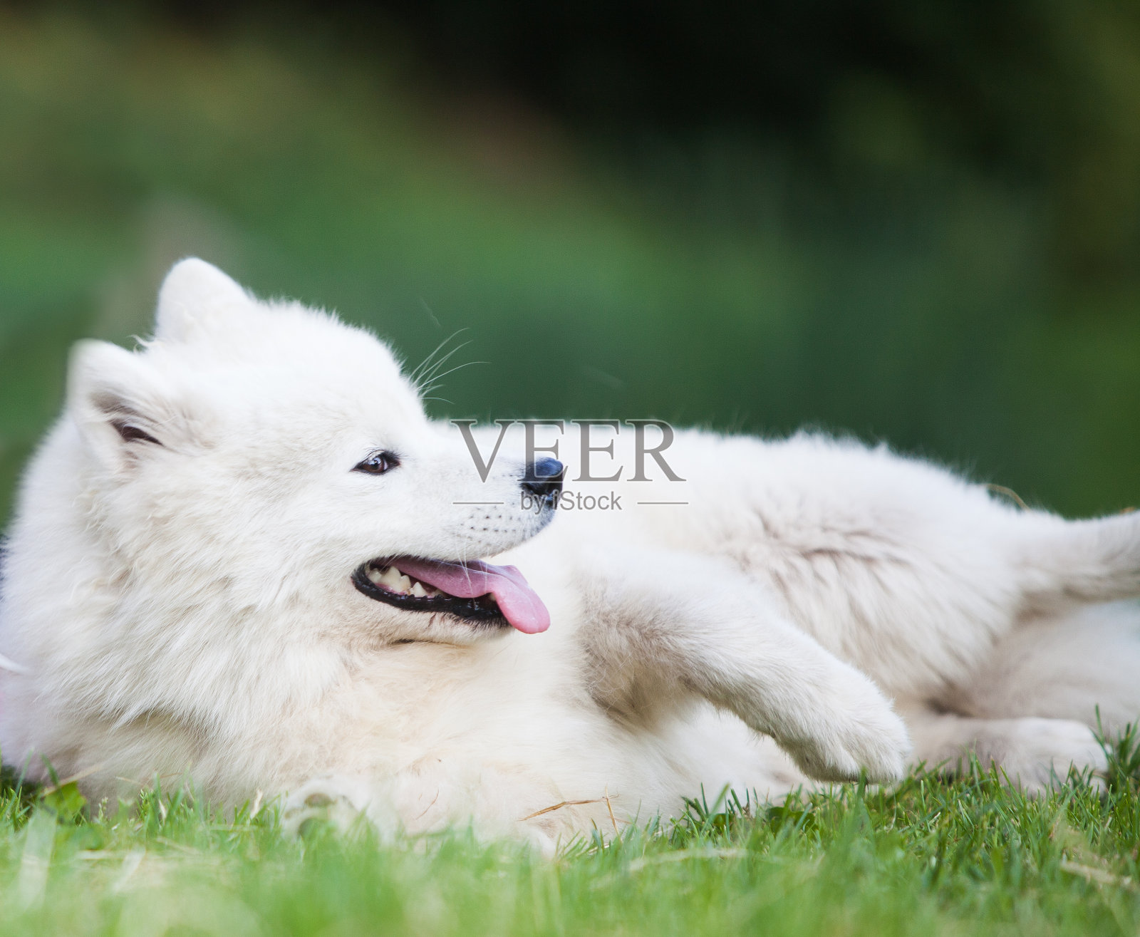 萨摩耶在公园里散步照片摄影图片