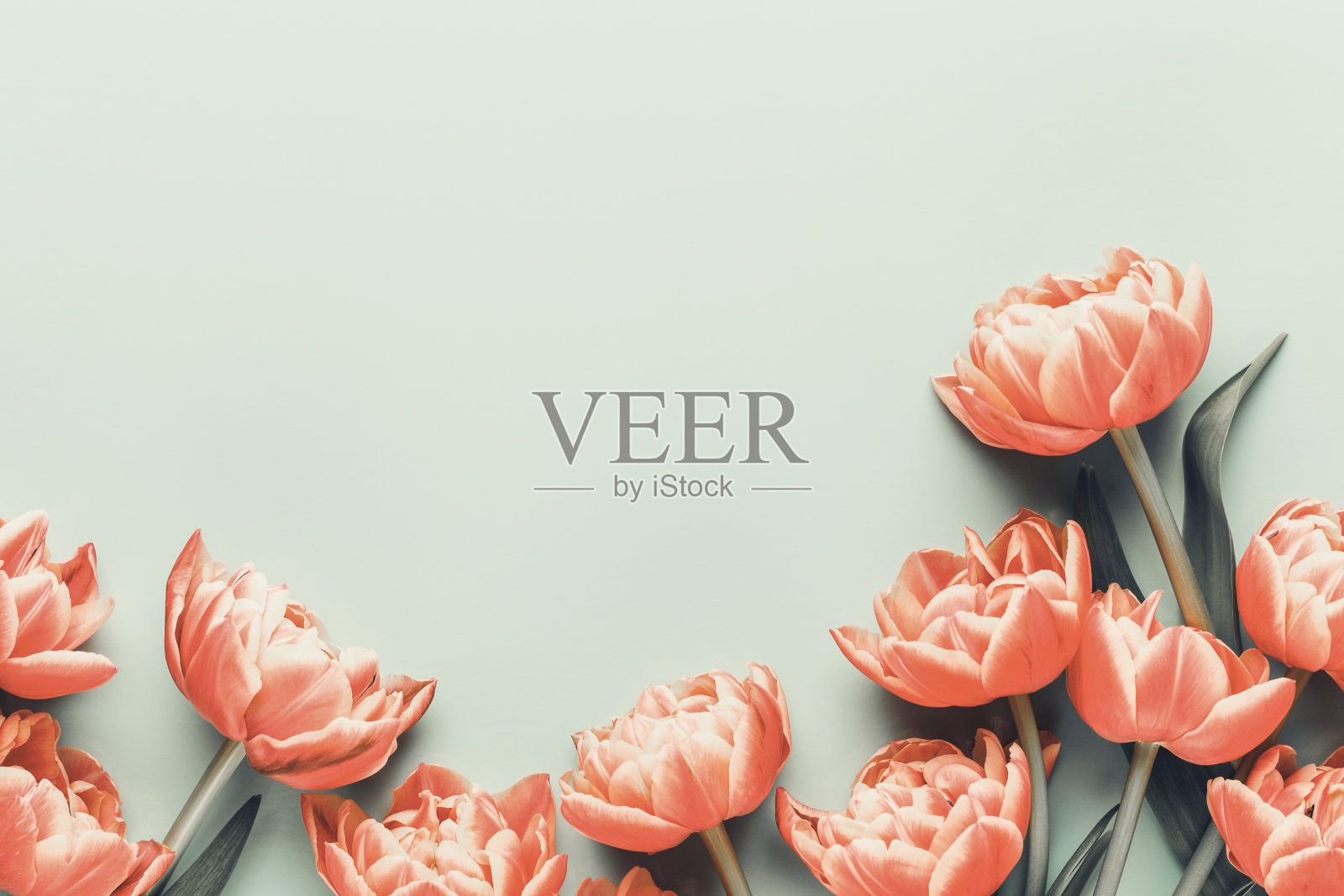 春暖花开,郁金香以柔和的色彩为背景。怀旧复古的风格。照片摄影图片