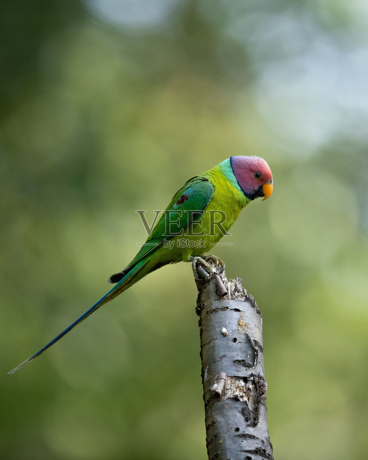 浅聚焦一只可爱的梅子头长尾小鹦鹉栖息在树枝上照片摄影图片