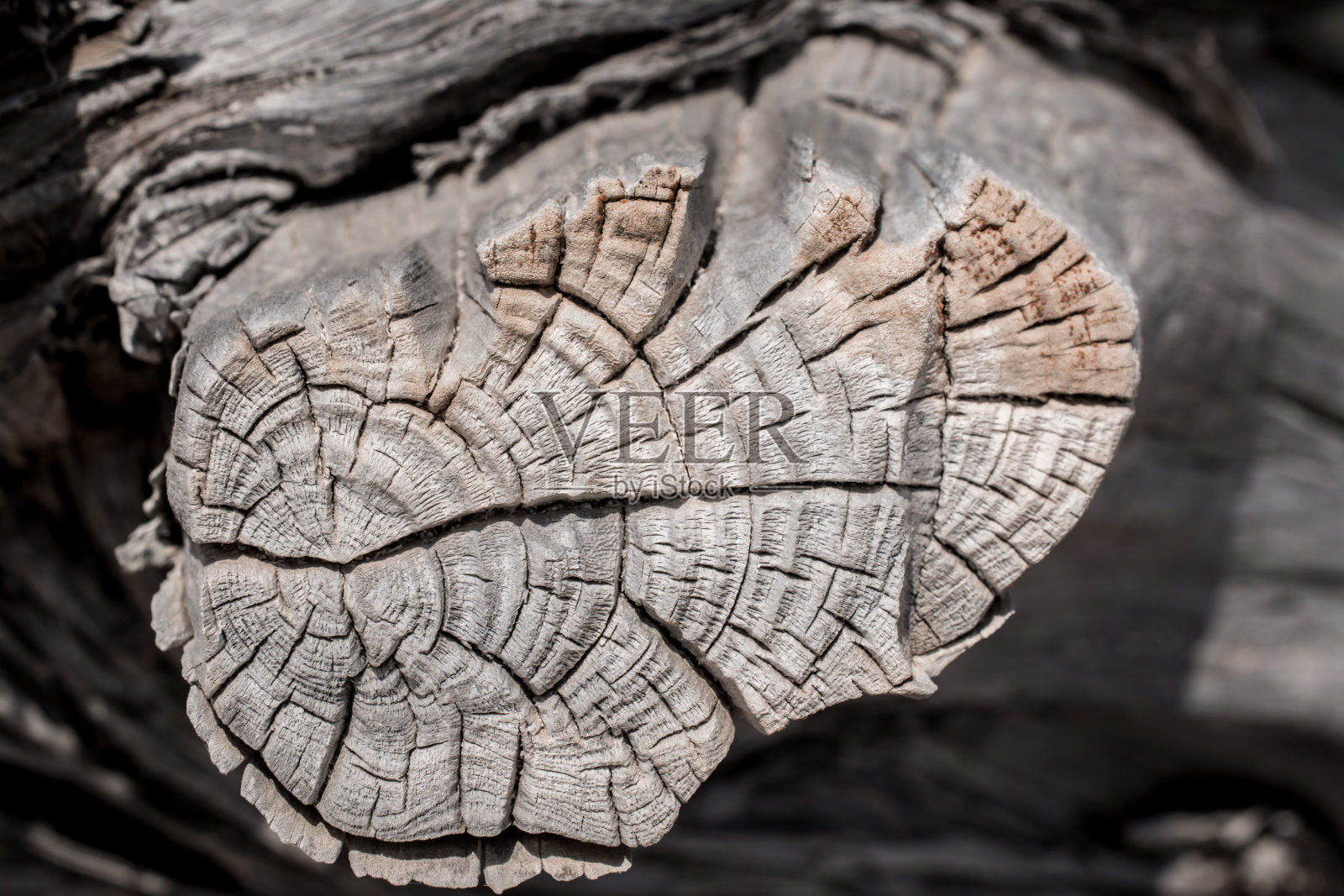 干涸的雪松树,白色的沙子,蓝色的水,海滩,克里西岛。照片摄影图片