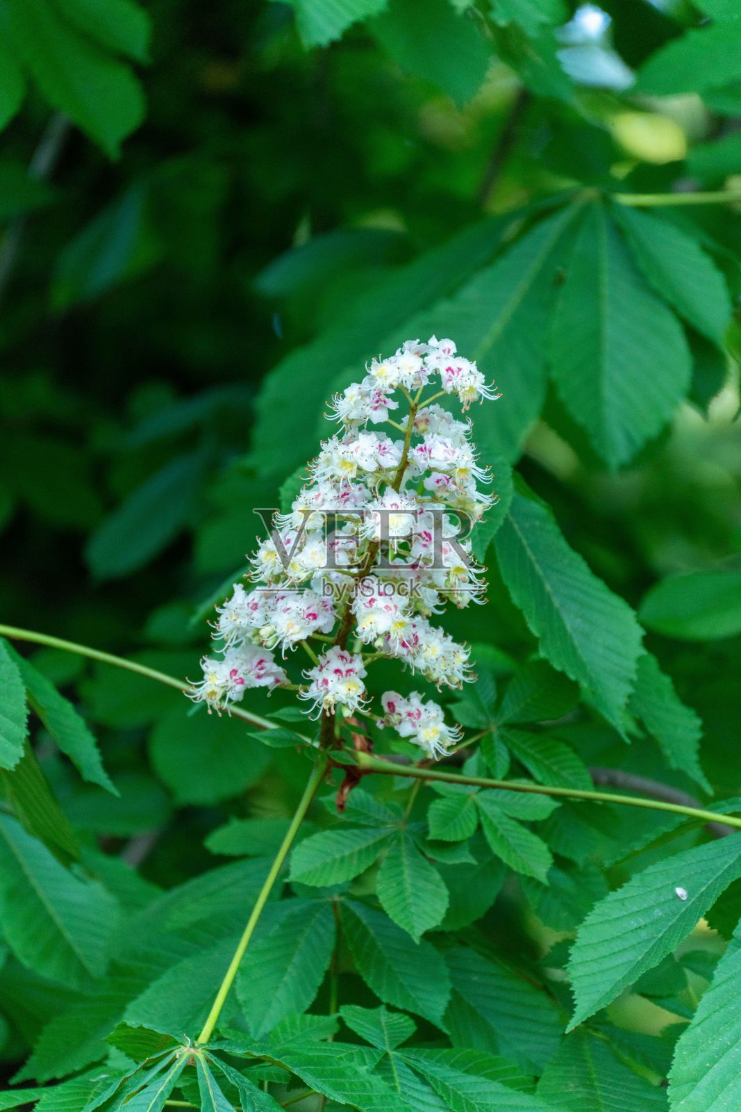 垂直特写拍摄美丽的白马栗子花包围郁郁葱葱的绿叶照片摄影图片