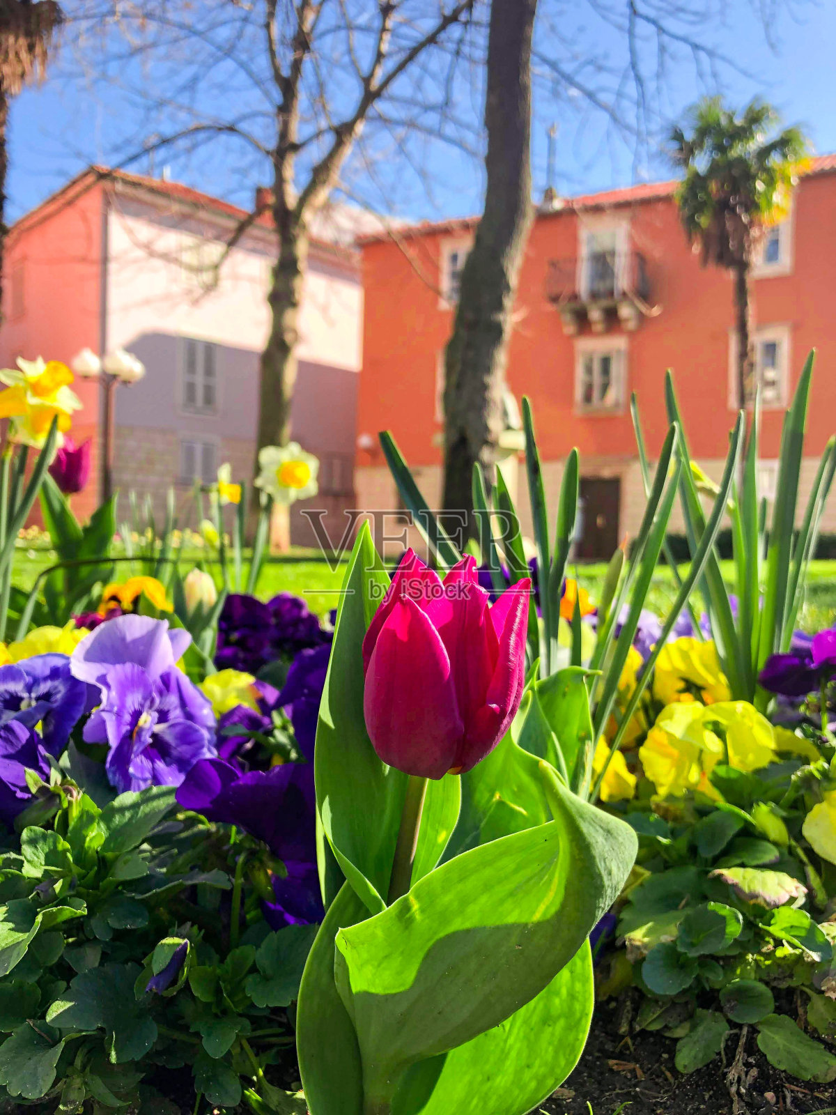 垂直拍摄花园中美丽多彩的花朵照片摄影图片