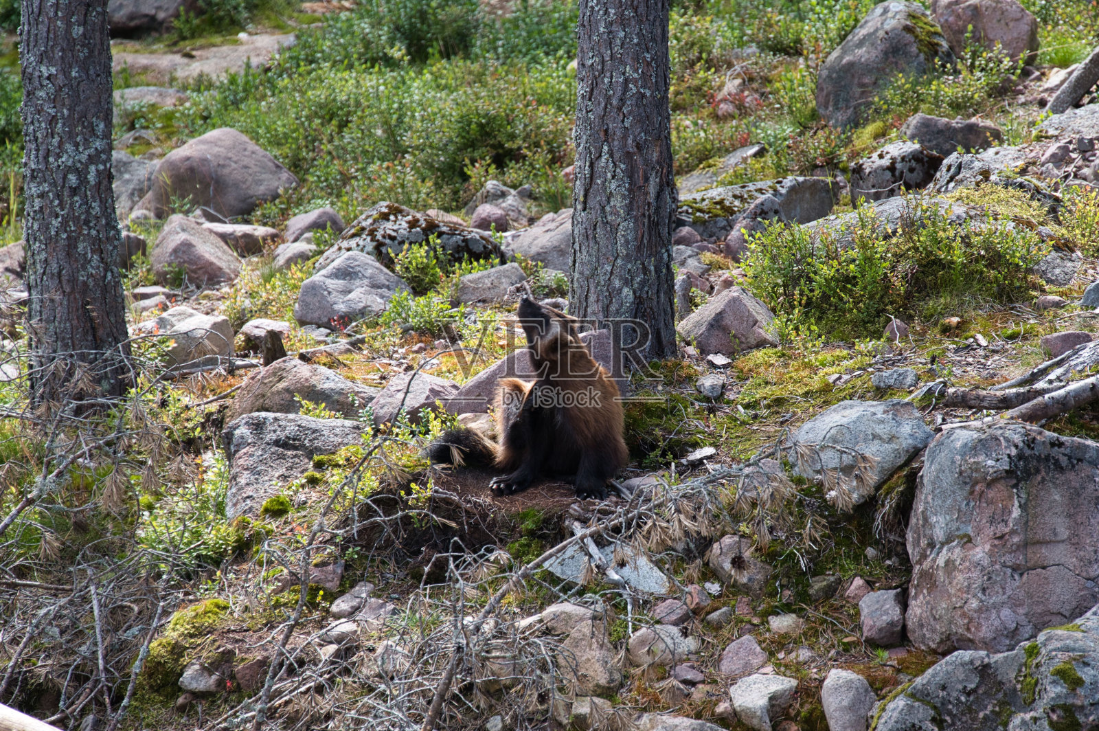 在瑞典奥尔萨捕食者公园的森林里休息的孤独的狼獾照片摄影图片