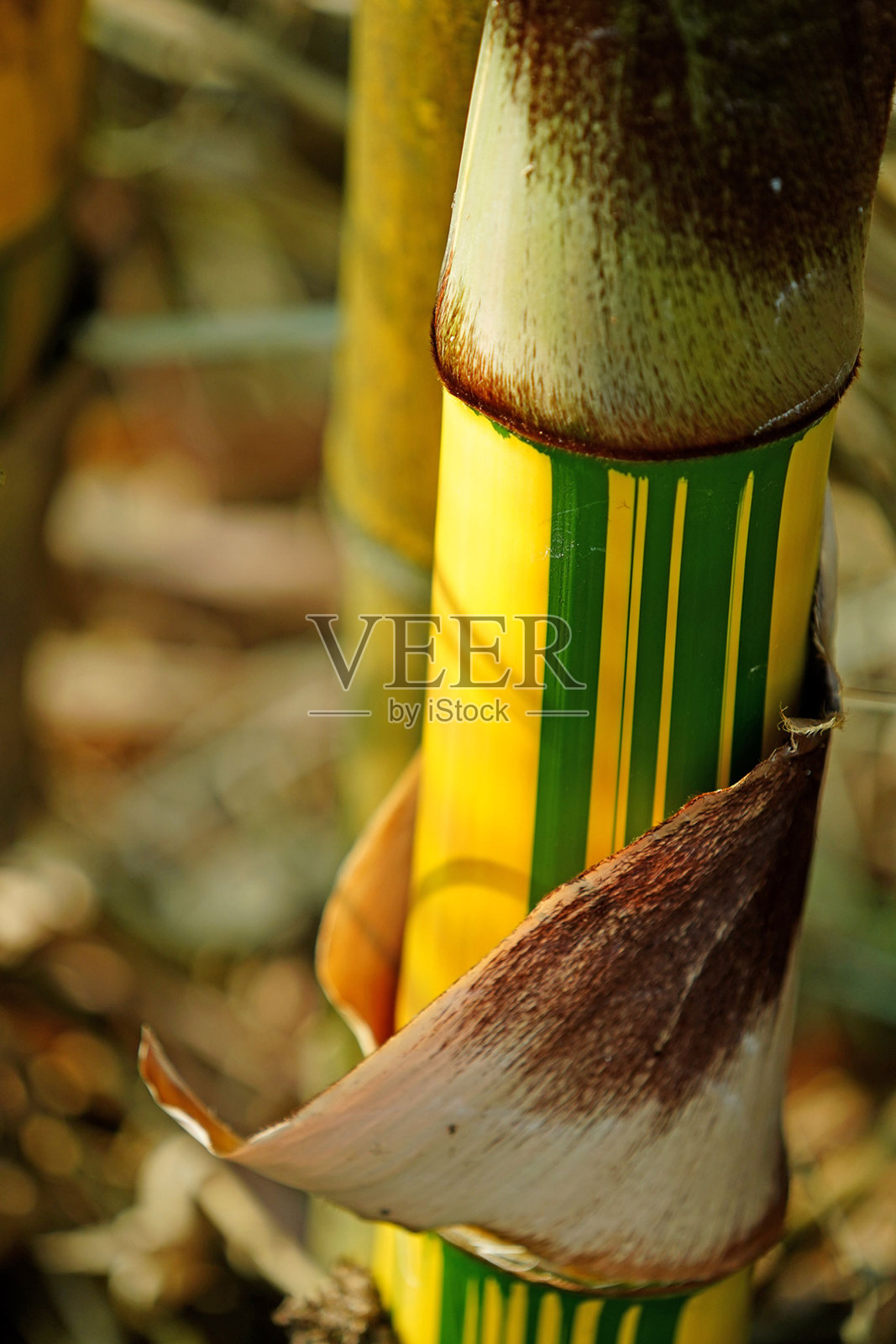 垂直特写竹子与黄色和绿色条纹照片摄影图片