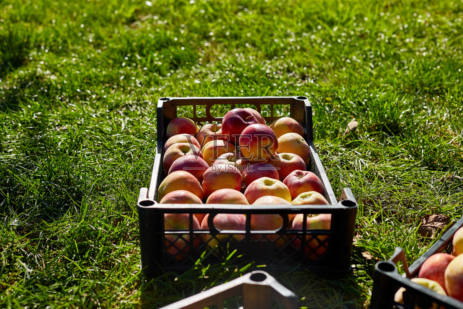 在黑盒子里收获新鲜的有机红苹果照片摄影图片