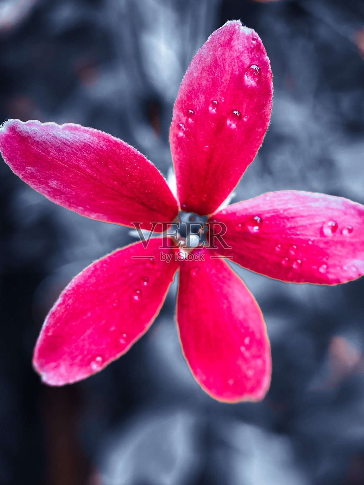 垂直拍摄的仰光藤本植物(Combretum indicum),花瓣上有雨滴照片摄影图片