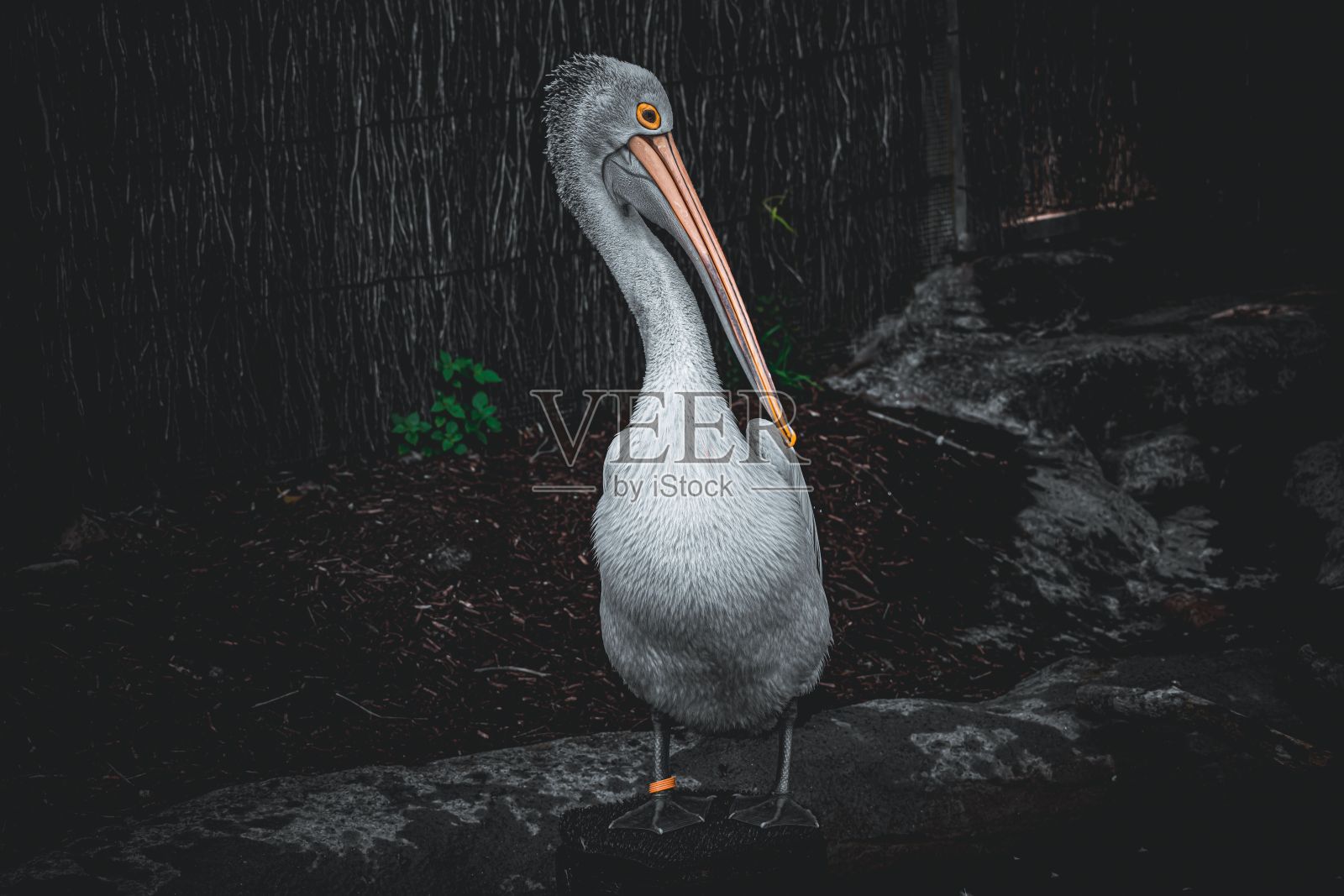 一个美丽的灰色鹈鹕在黑暗的背景特写照片摄影图片