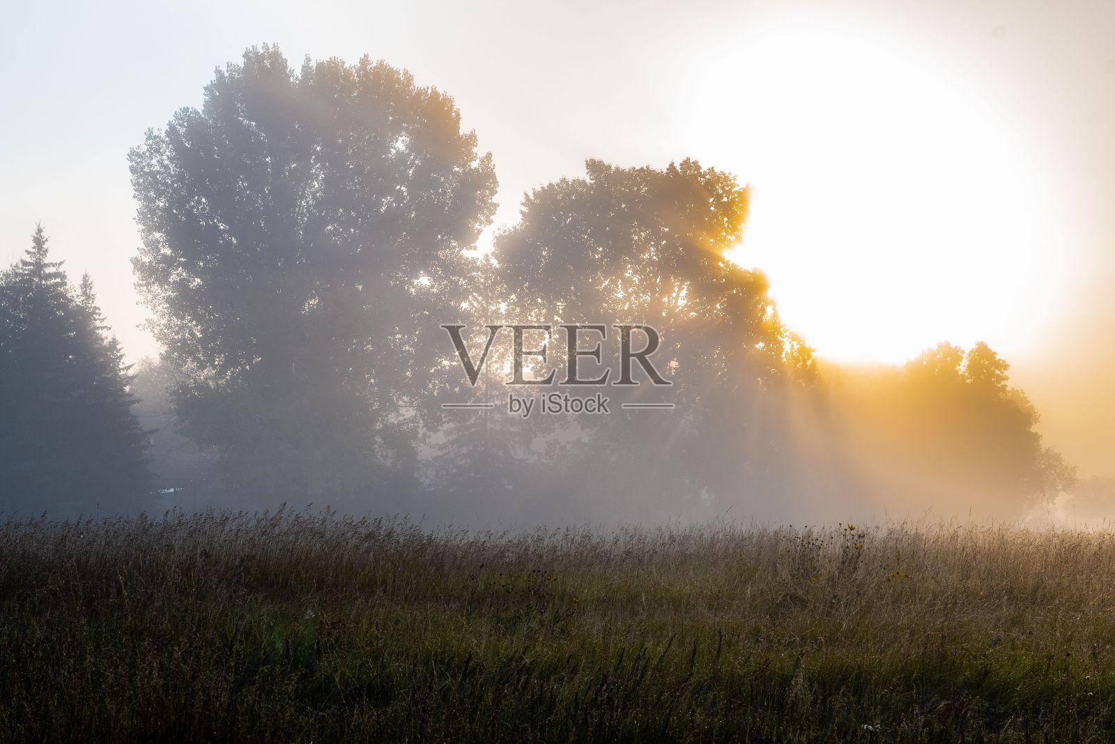 雾蒙蒙的早晨,草地和树木的美丽景色。照片摄影图片