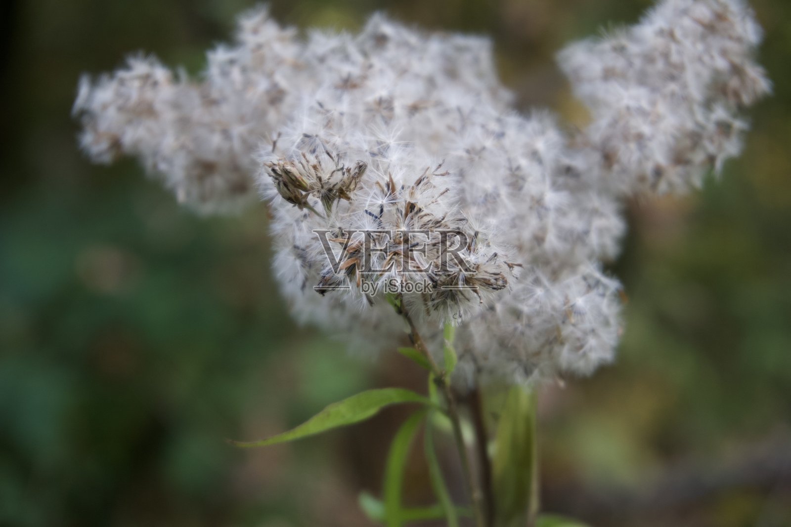 Makro Plant与Bokeh照片摄影图片