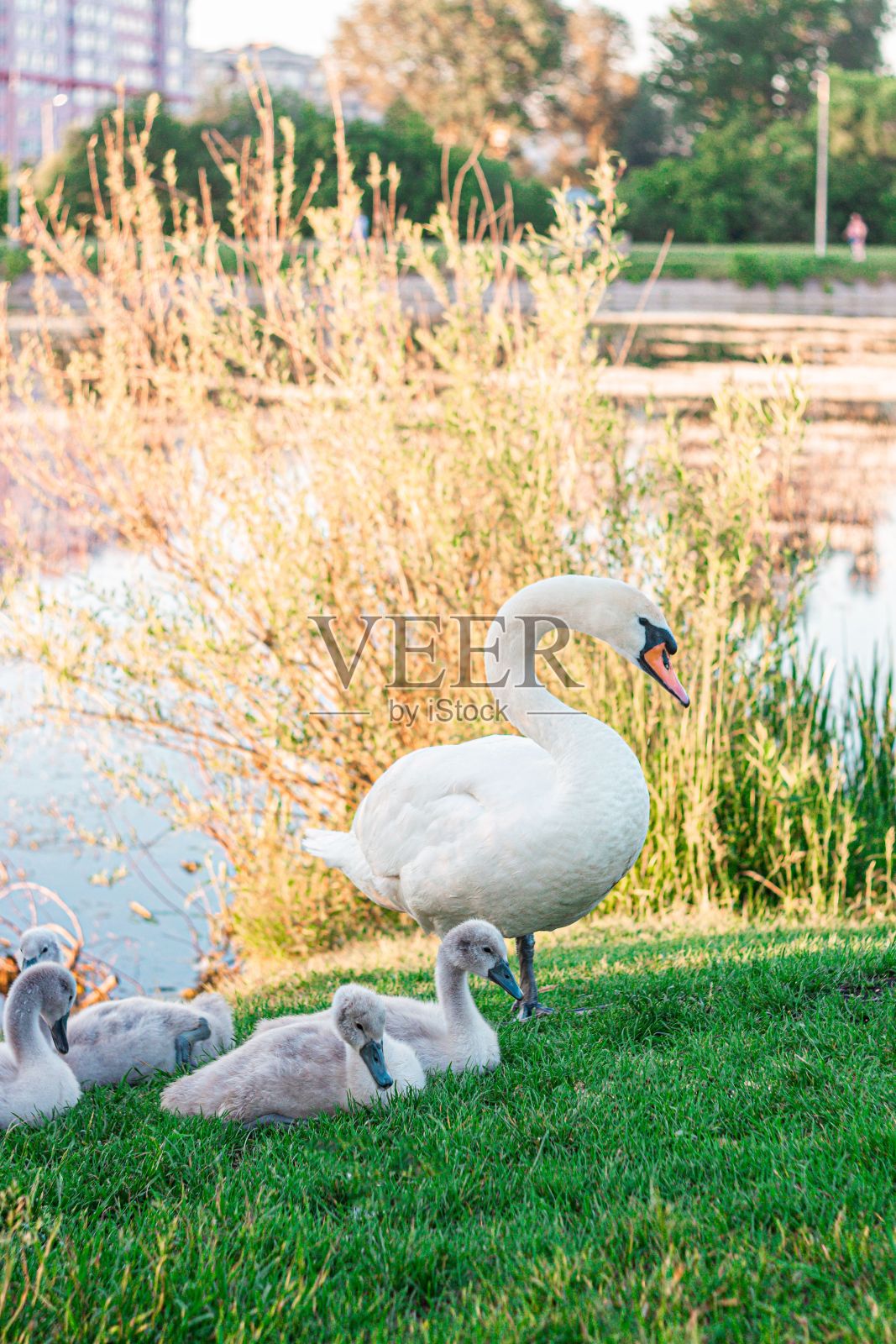 垂直拍摄的天鹅和小天鹅照片摄影图片