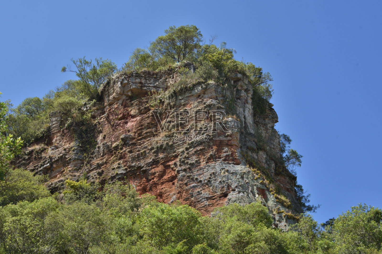 巴西植物山集合照片摄影图片