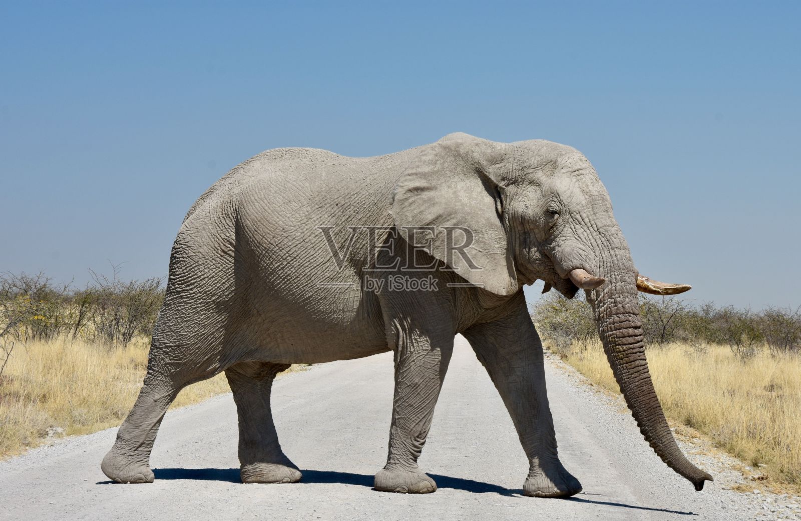可爱的大象正在过马路照片摄影图片