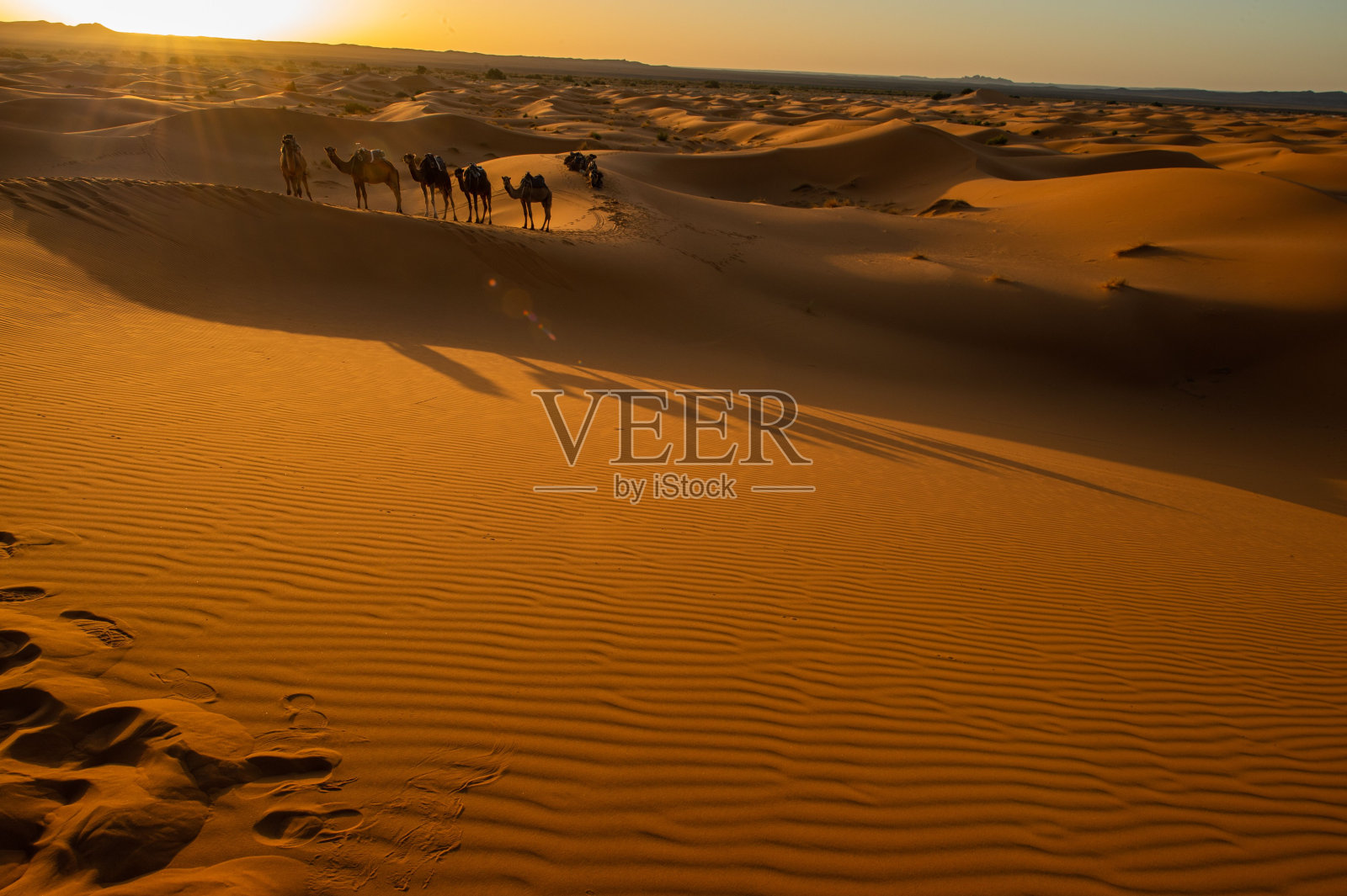 阳光明媚的迪拜沙漠中行走的骆驼商队照片摄影图片