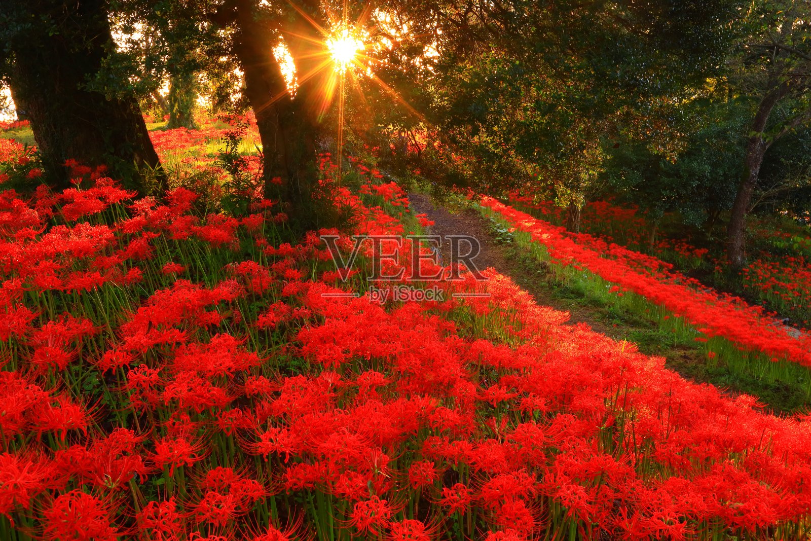 晨光和簇孤顶花照片摄影图片