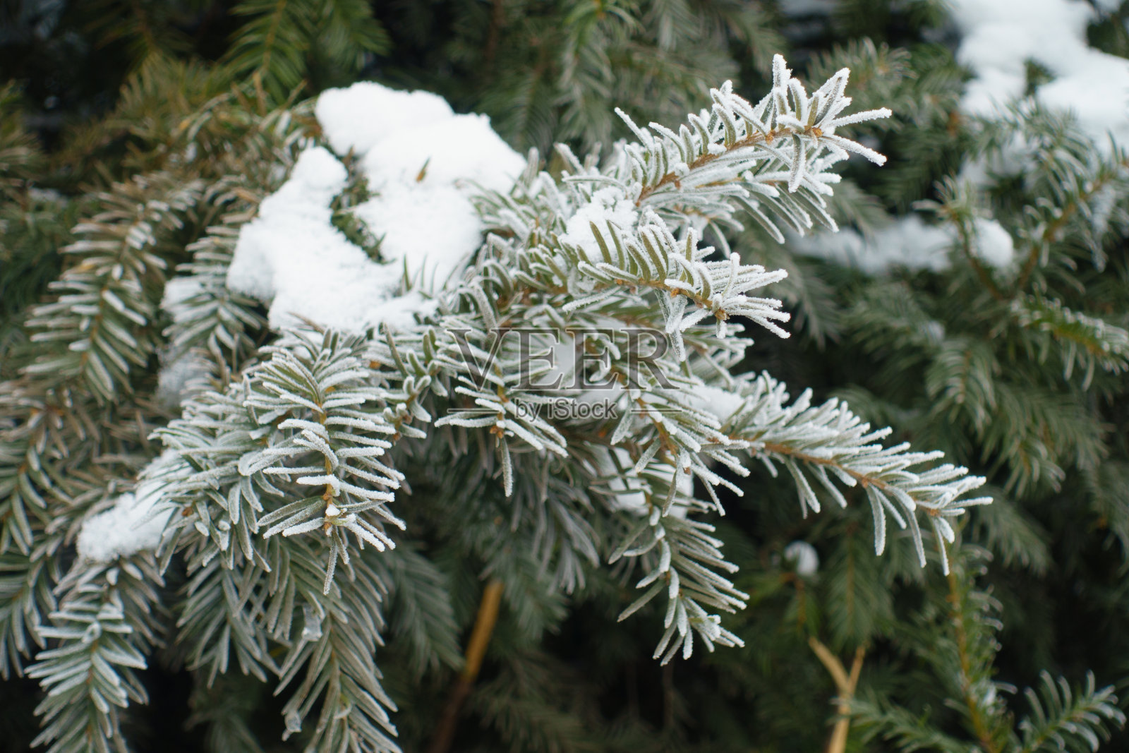 一月中旬,普通紫杉的叶子被白霜和雪覆盖照片摄影图片