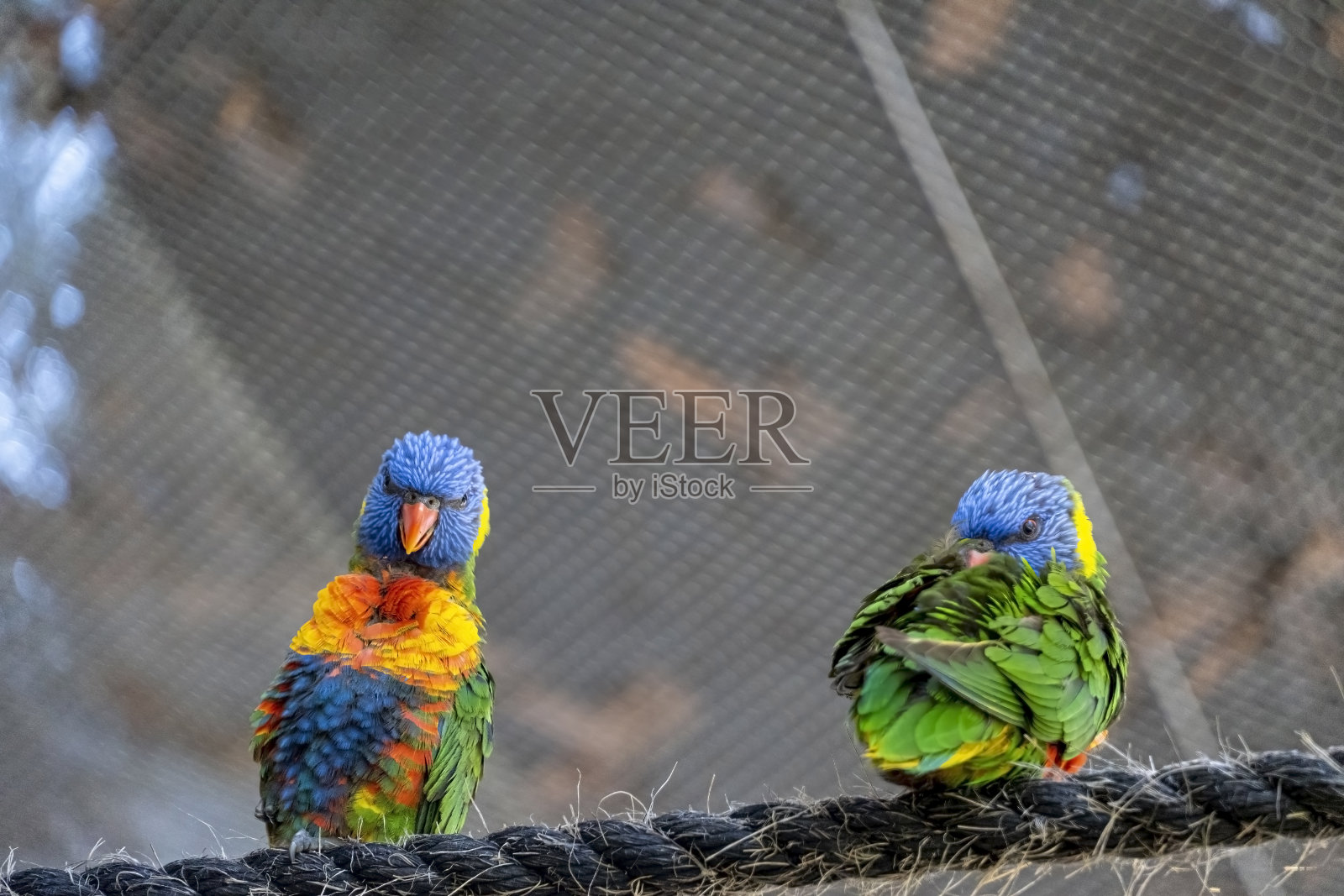 两只可爱的小鸟,在草地上玩耍,一只黄绿一只蓝白,小长尾小鹦鹉,背景是墨西哥的散景照片摄影图片