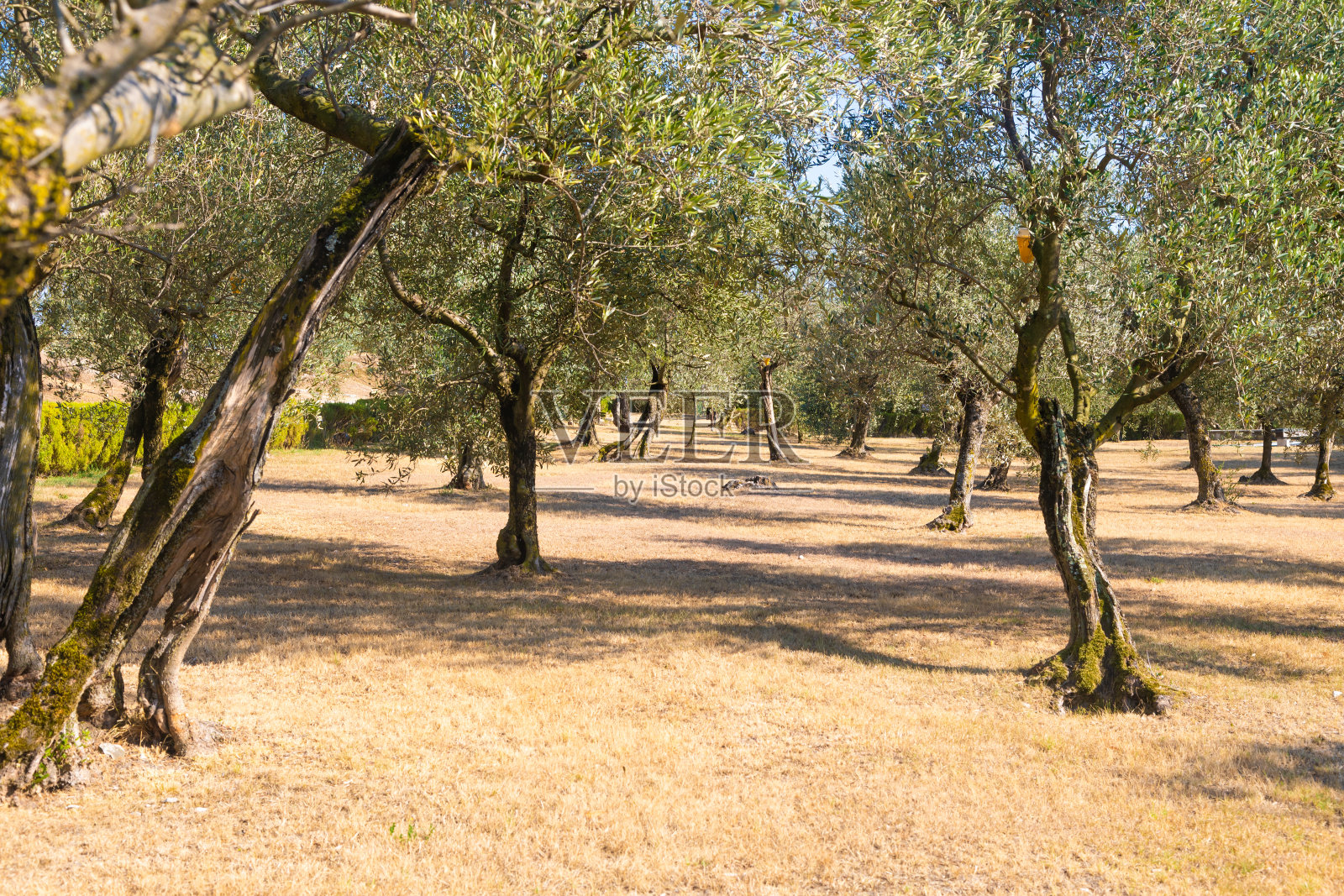 意大利的橄榄树栽培。有机户外种植在乡村风景地段。照片摄影图片