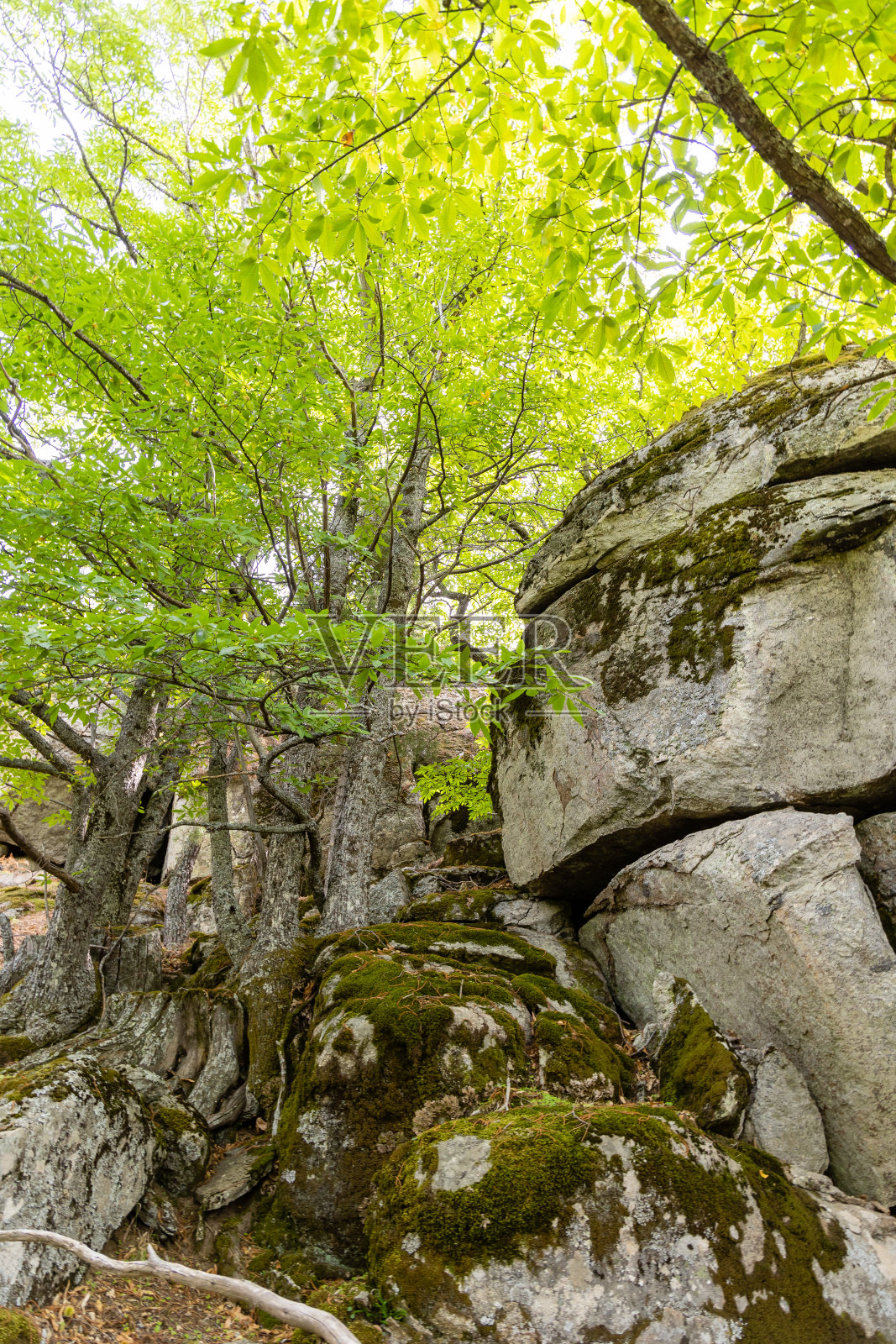 在Castanar El Tiemblo的栗子森林。阿维拉(西班牙)照片摄影图片