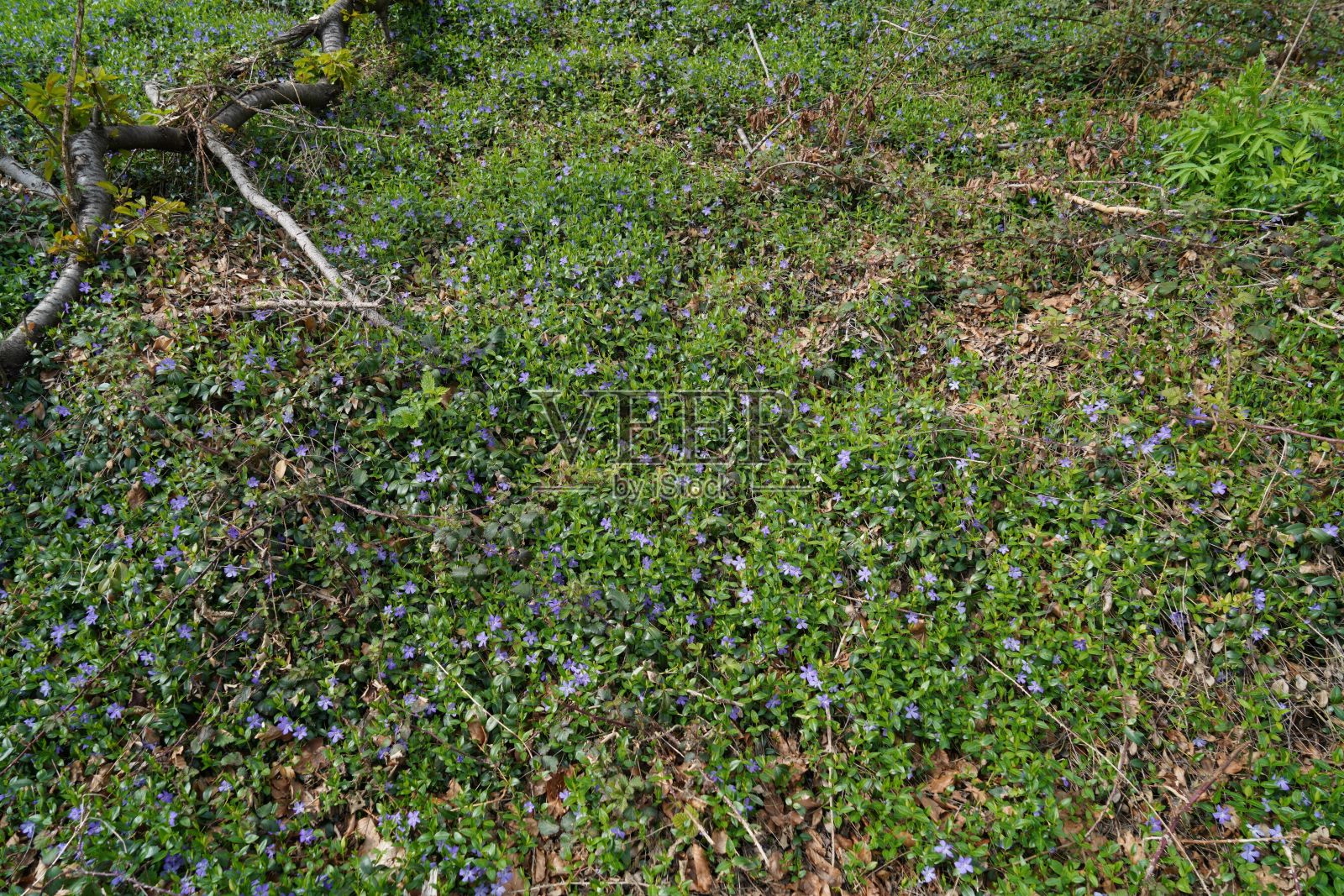 绿色的草地上开着蓝色的小花。照片摄影图片