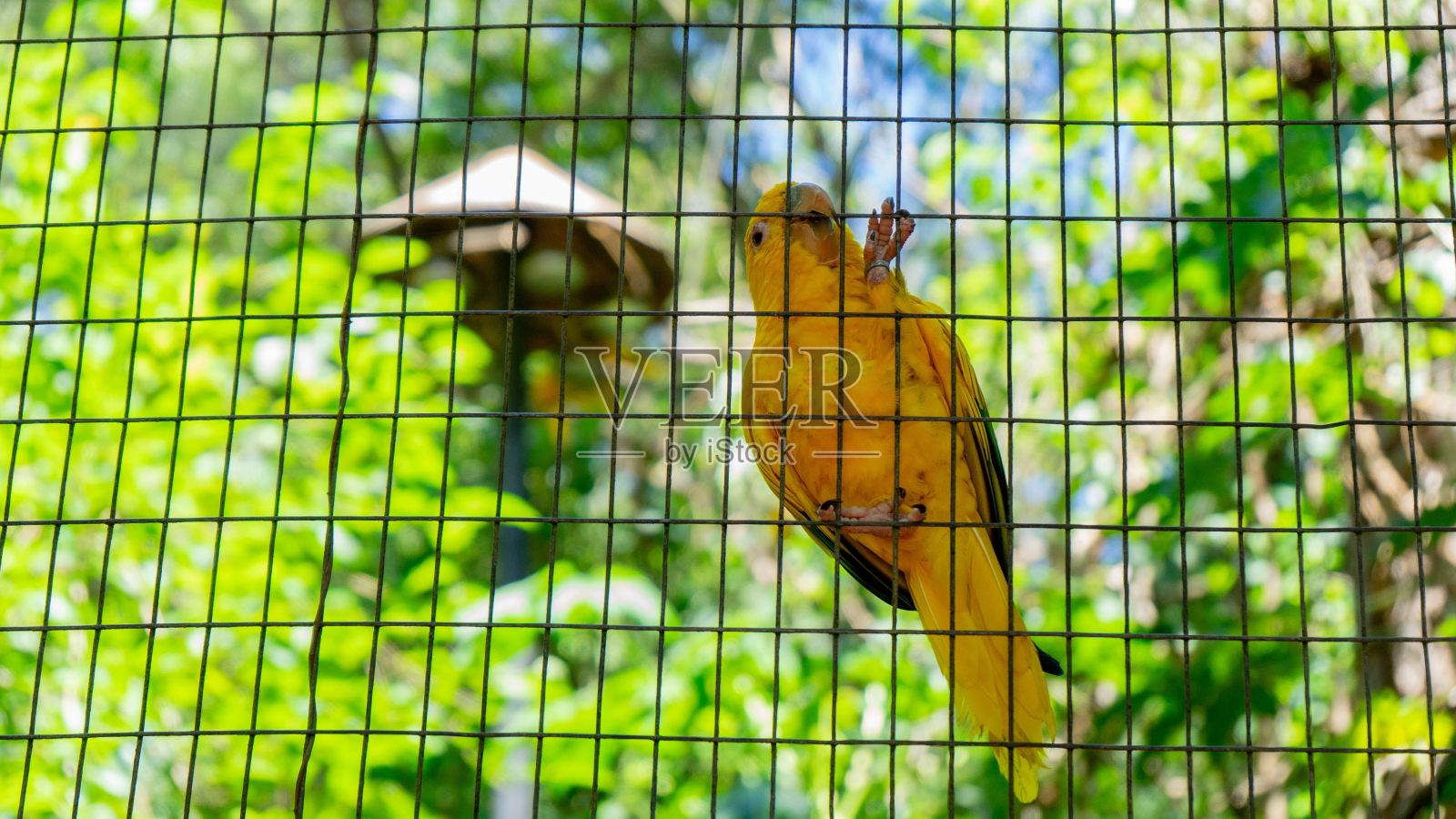 动物园笼子里的黄色鹦鹉照片摄影图片