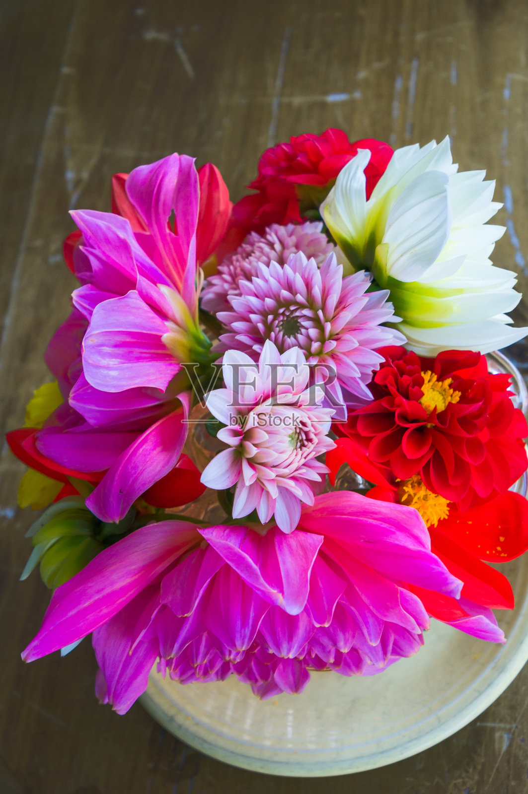 大丽花显示照片摄影图片