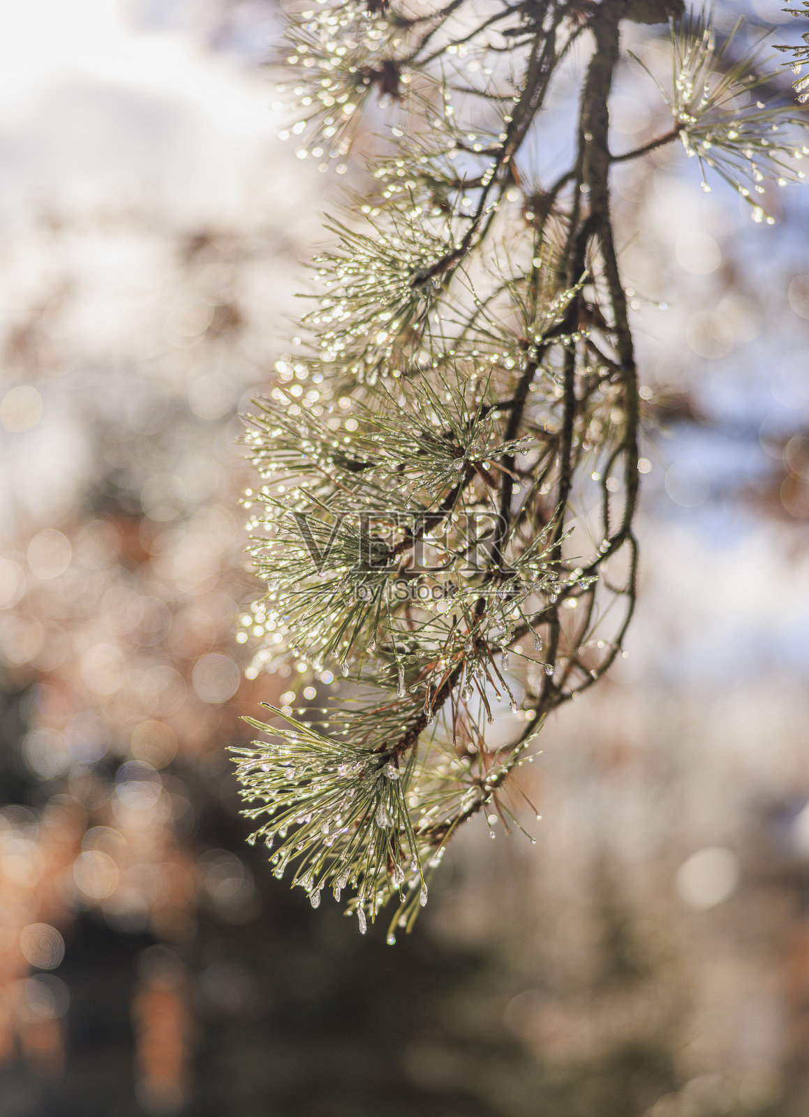 在寒冷的冬季森林里,一场冰雨过后,长满了小冰柱的松枝。照片摄影图片