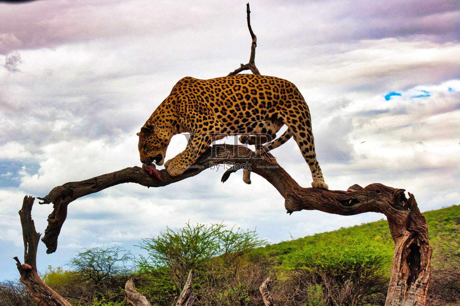 在非洲南部纳米比亚的稀树大草原上,一只豹子正在吃树上死去的动物的肉照片摄影图片